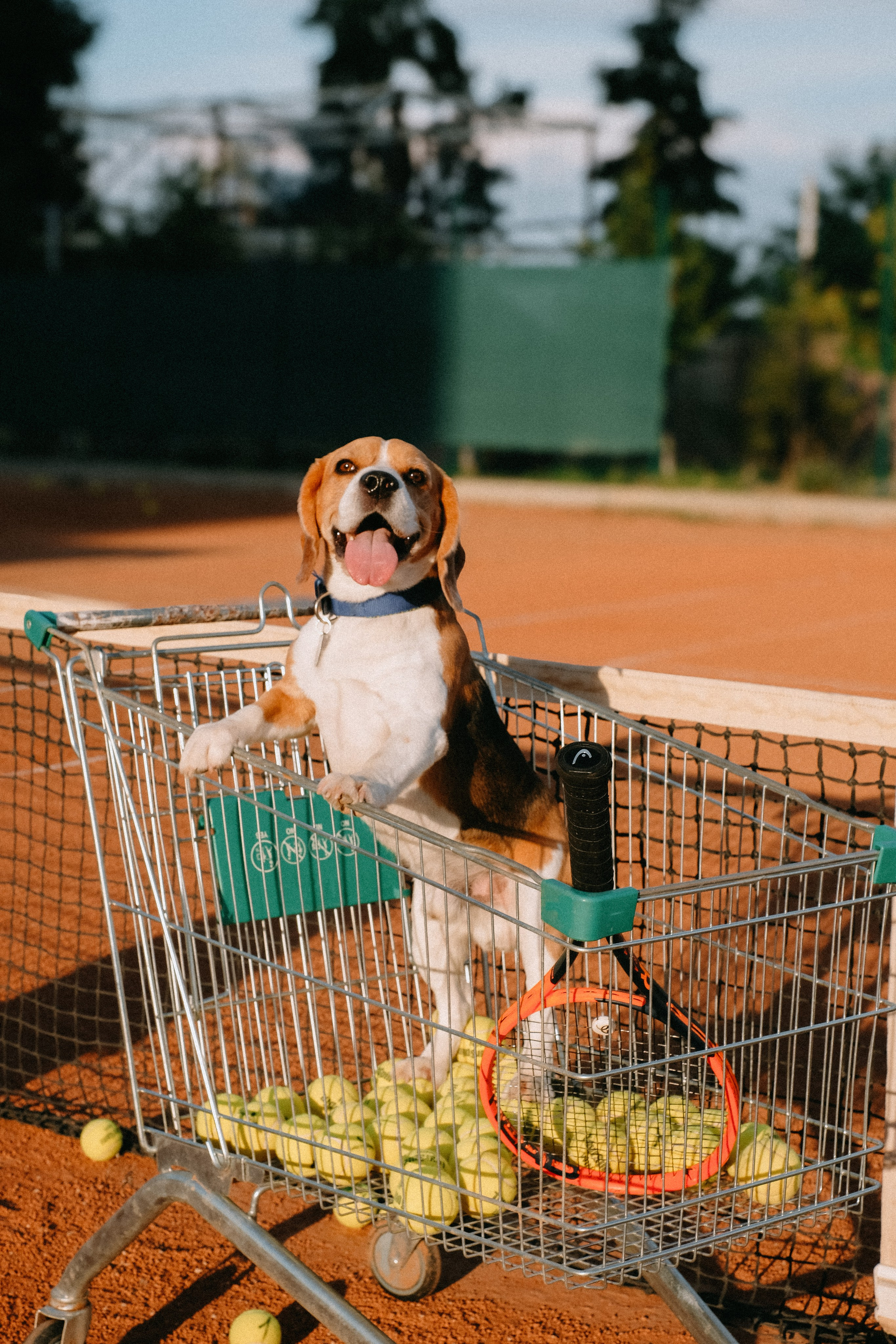 Теннис. ФОТОГРАФ АННА КАЗАРЯН