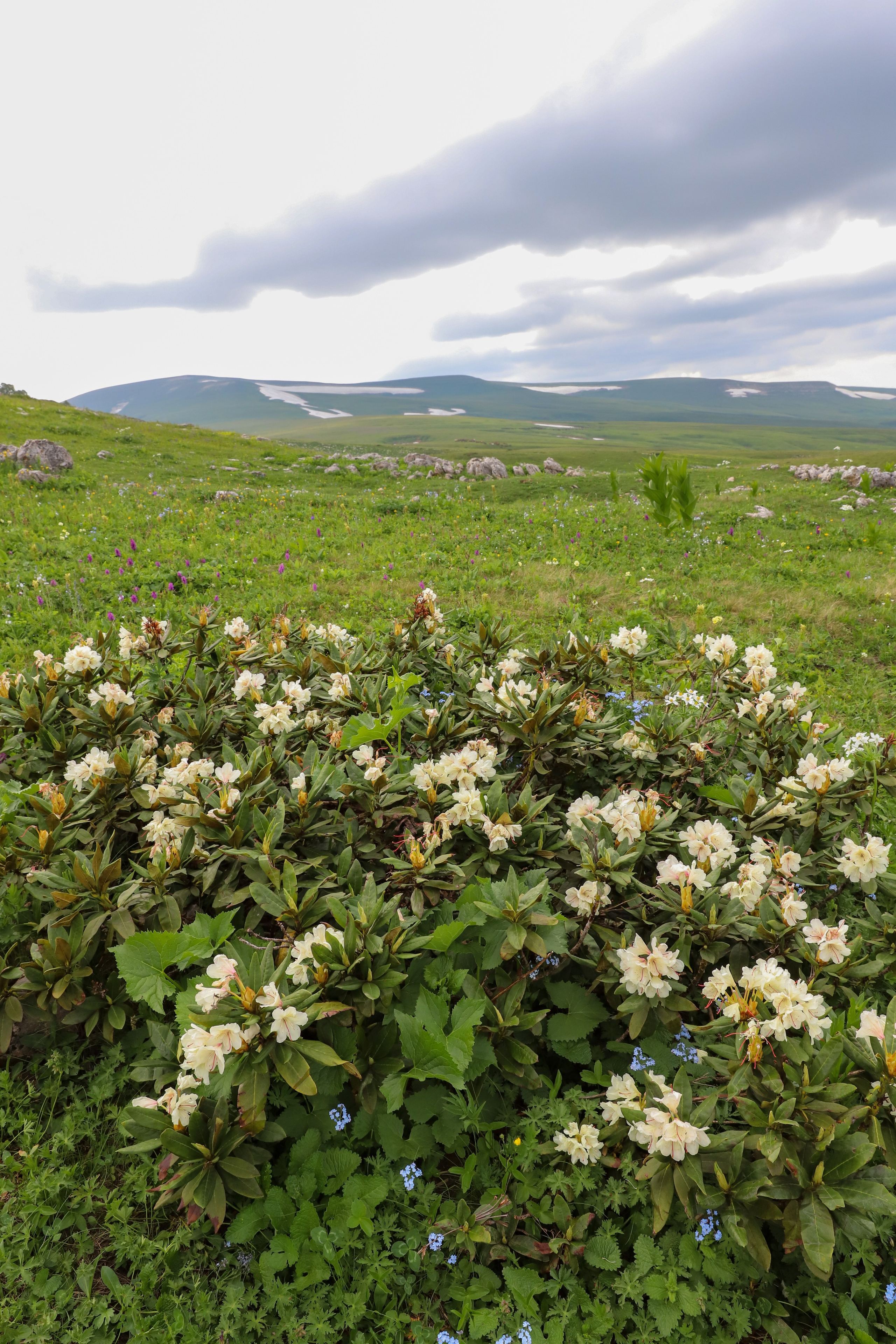 Горный пейзаж, на переднем плане белый цветок  рододендрон