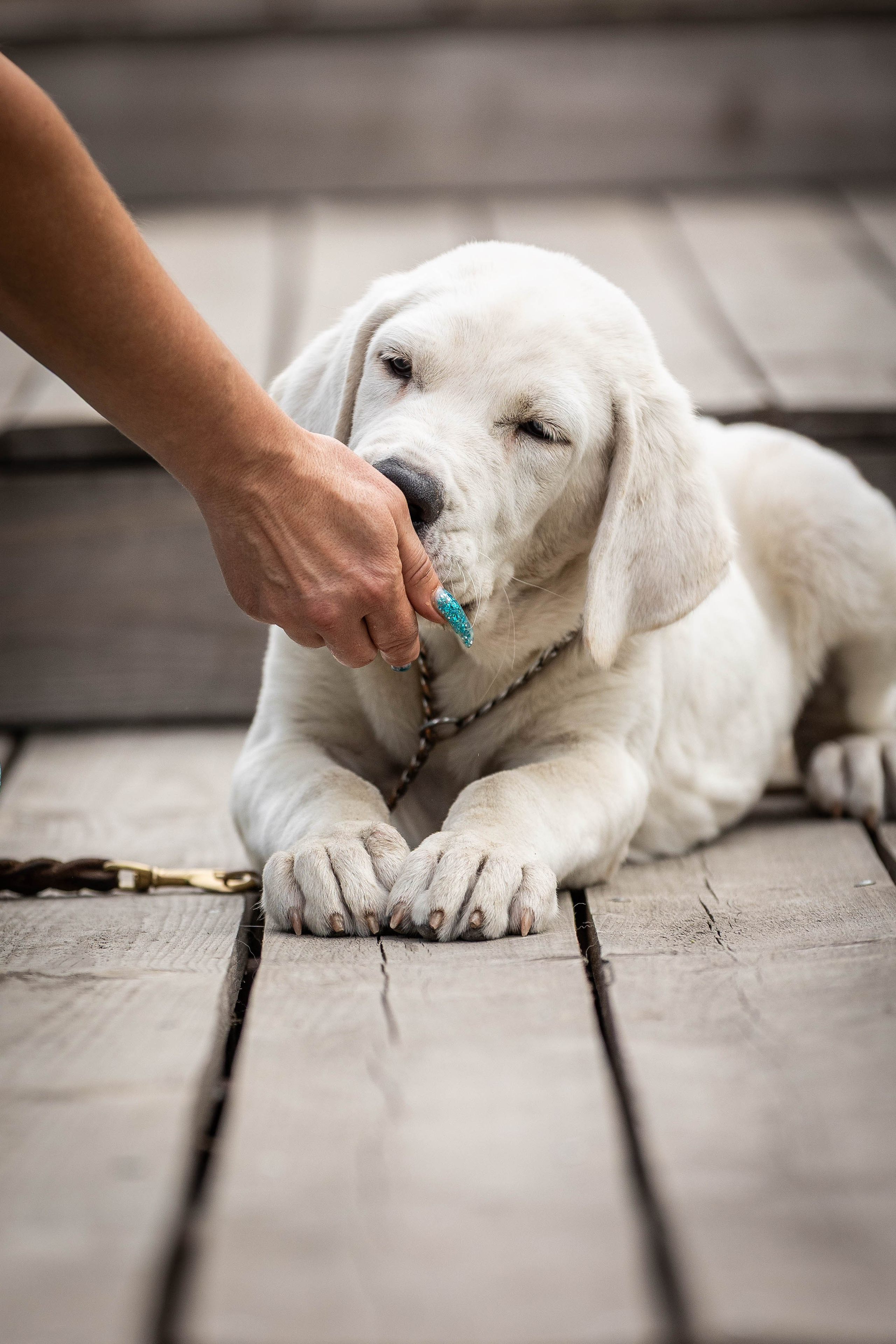 Иншала и Сирена. Фотограф-АниМалист Анна Абрамова