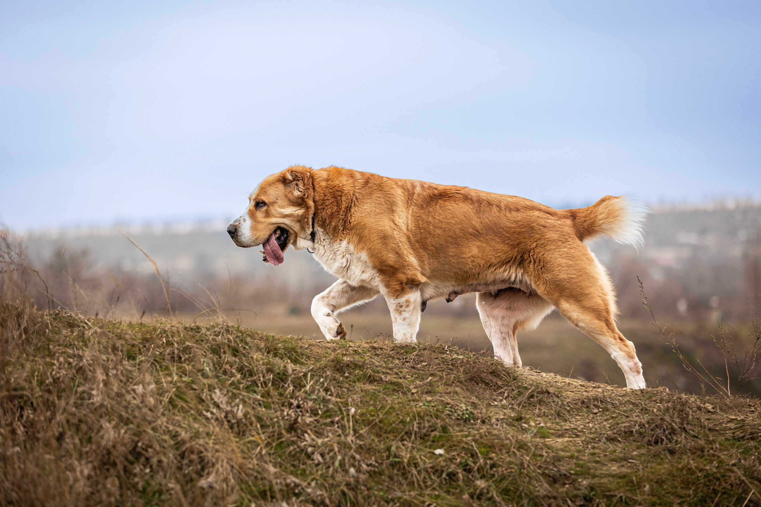 Пальма. Фотограф-АниМалист Анна Абрамова