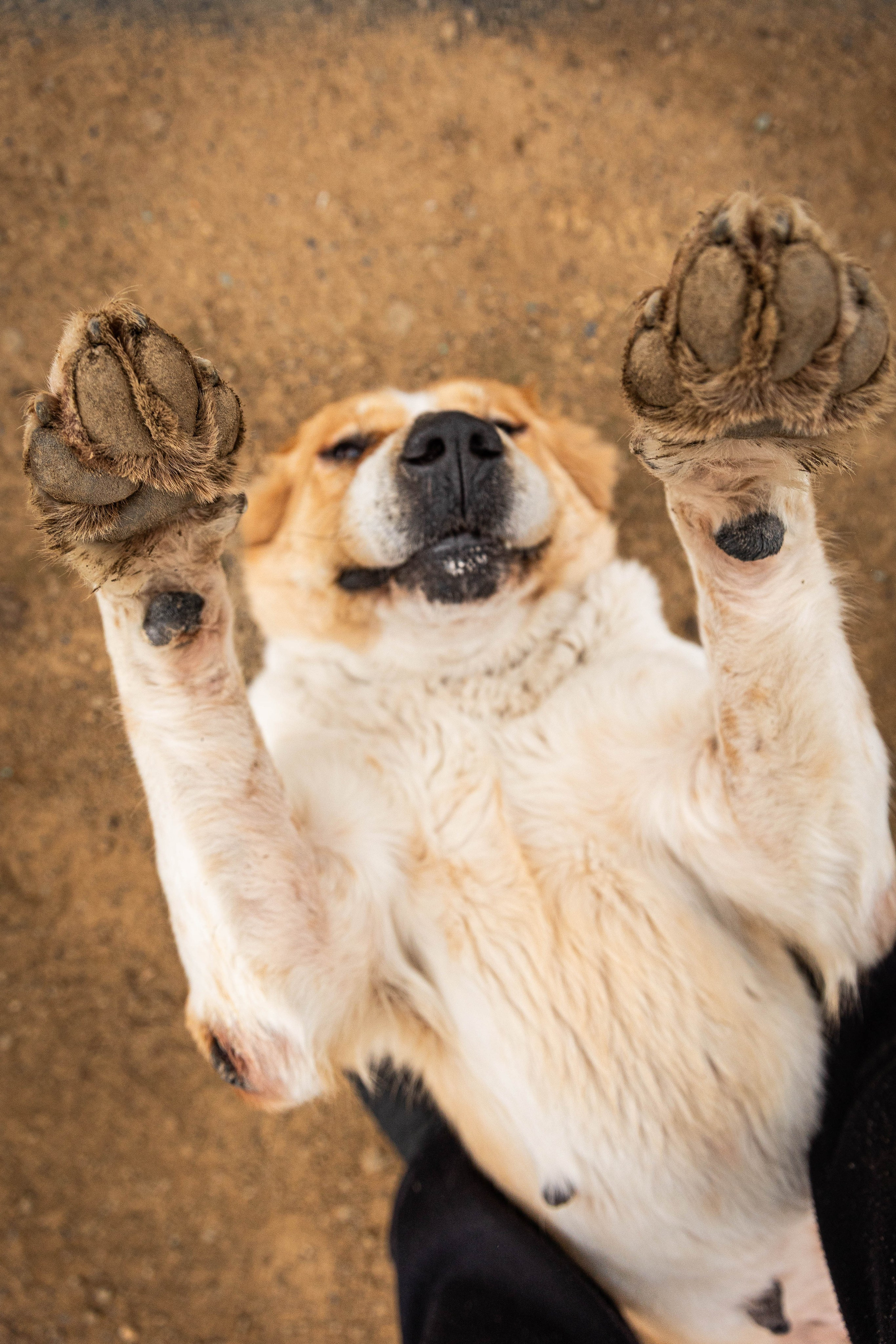 Пальма. Фотограф-АниМалист Анна Абрамова