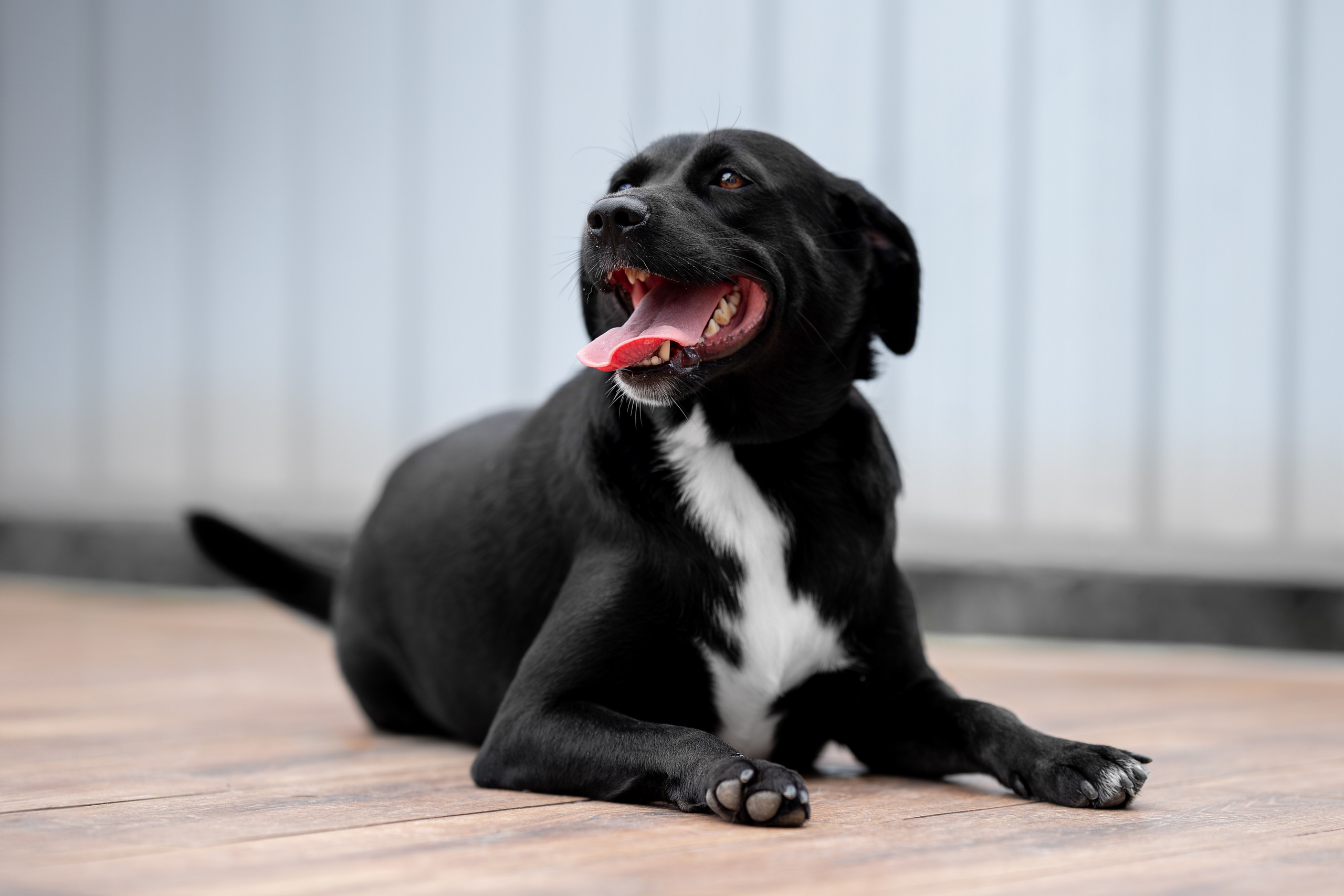 Мини-приют «Возрождение». Ирина Голомб|Фотограф-анималист в  Сочи и Калининграде