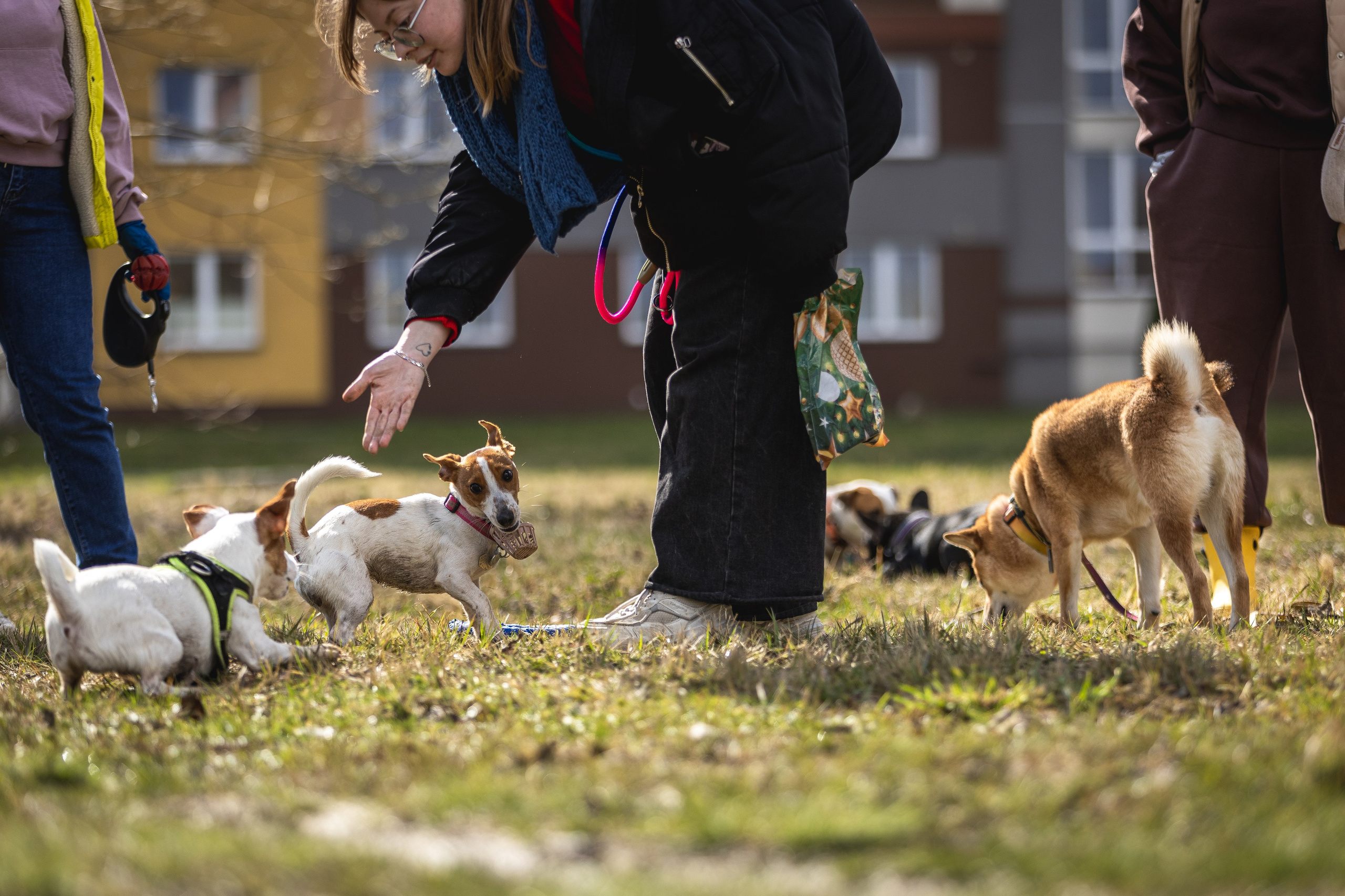 Догтуса 24.03.2024. Ирина Голомб|Фотограф-анималист в  Сочи и Калининграде