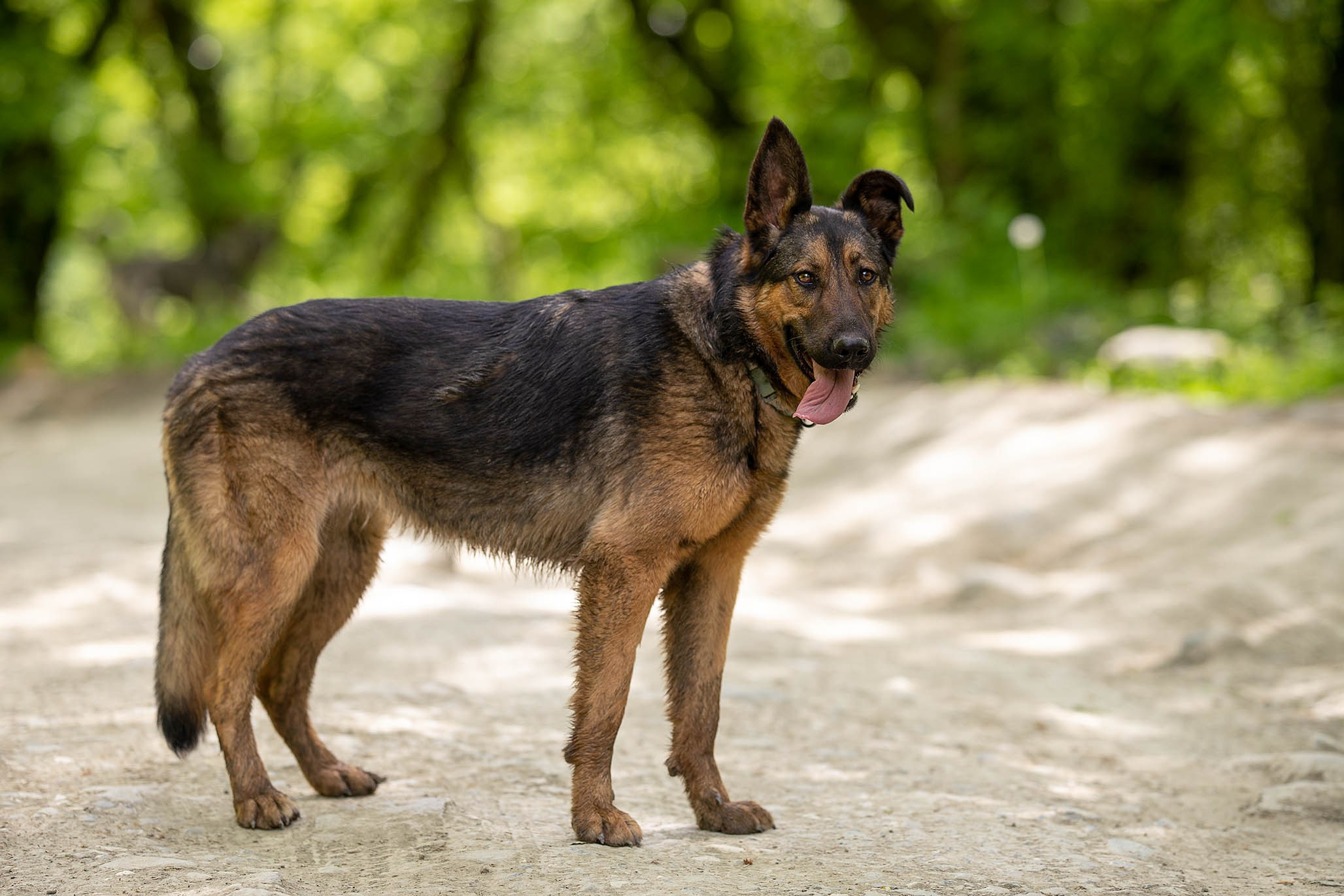 Кай и Герда. Ирина Голомб|Фотограф-анималист в  Сочи и Калининграде