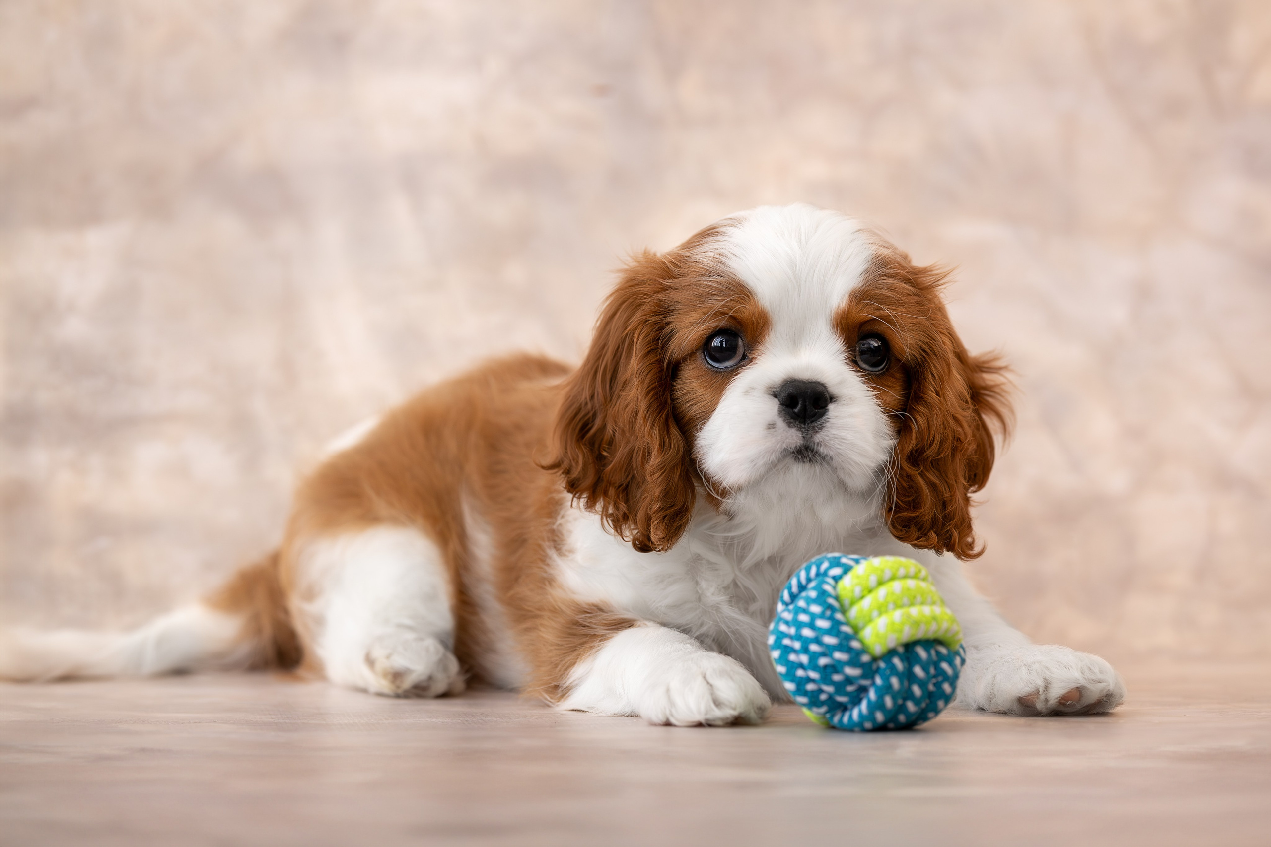 Детки кавалерчики. Ирина Голомб|Фотограф-анималист в  Сочи и Калининграде