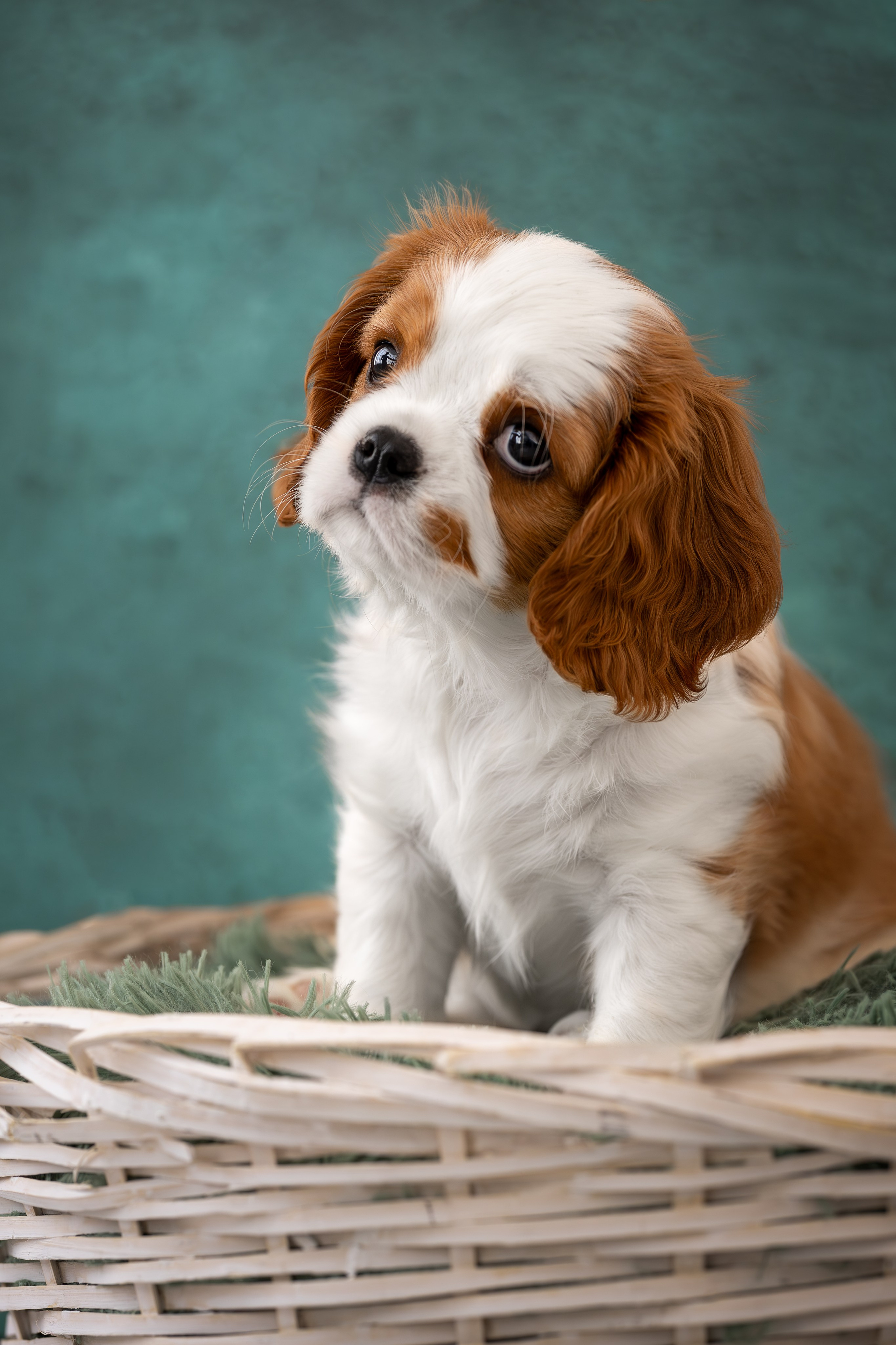 Детки кавалерчики. Ирина Голомб|Фотограф-анималист в  Сочи и Калининграде