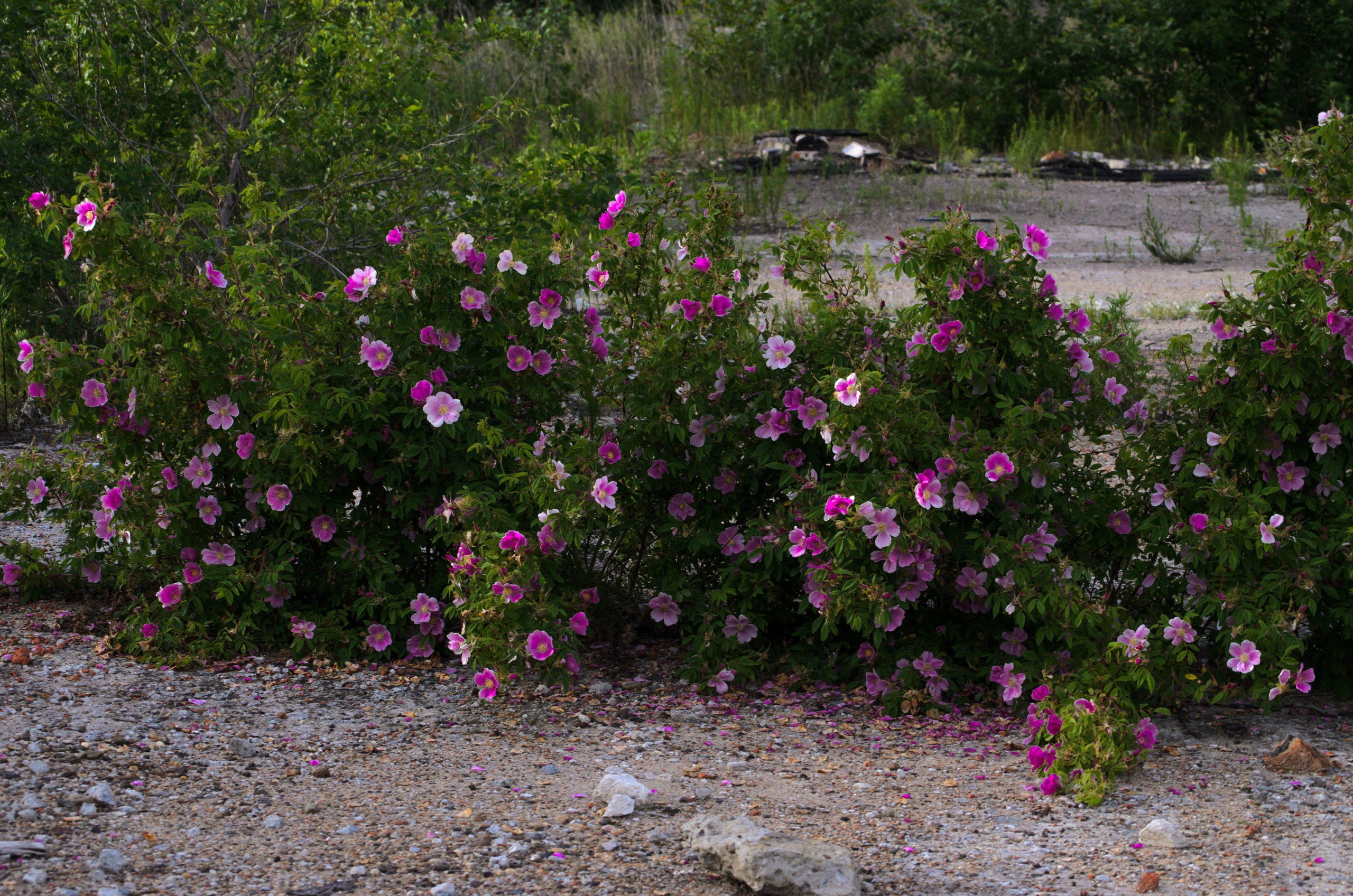 Мой ДВ. Колентеева Наталья/фотограф