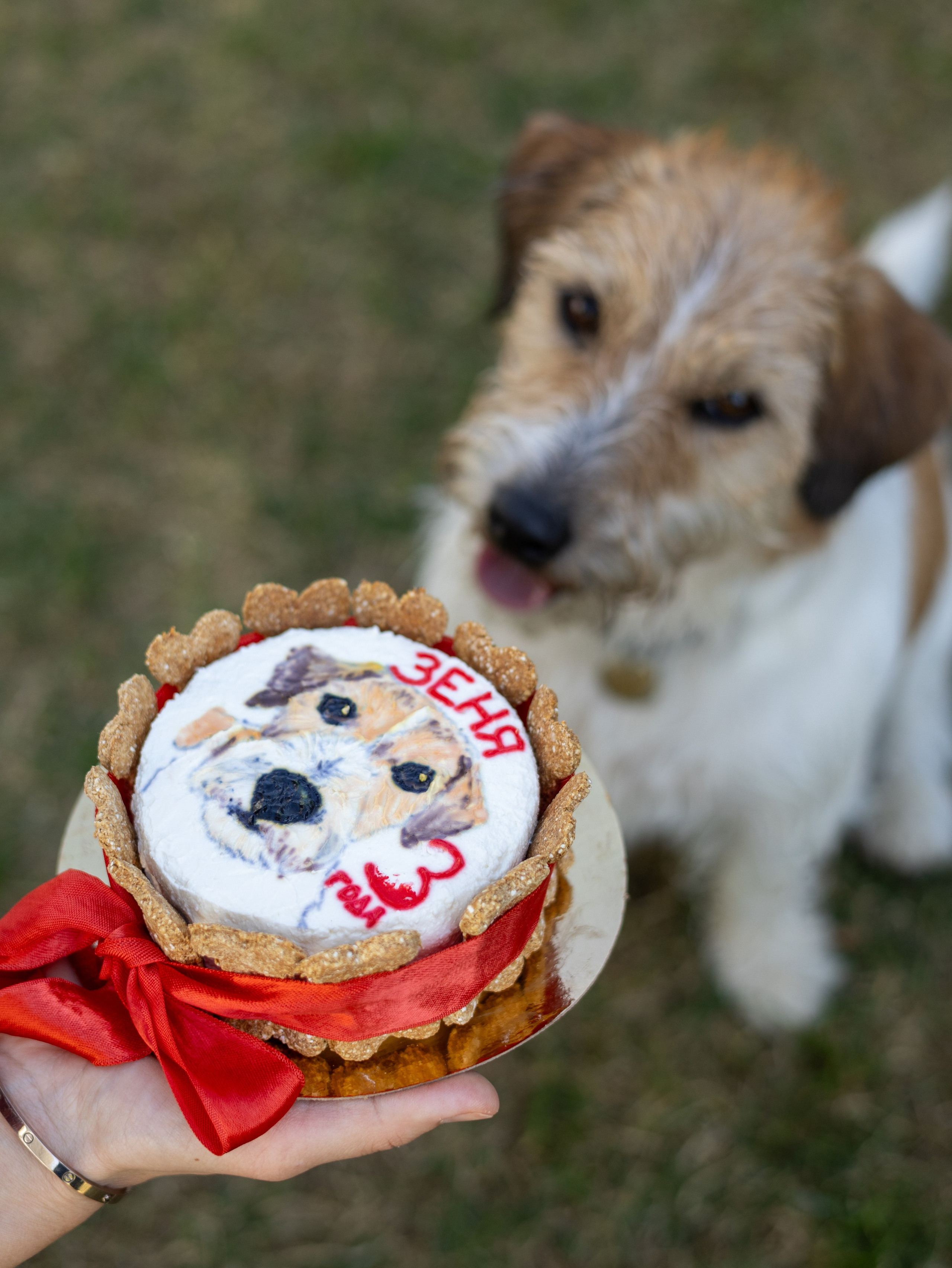 День рождение Зенита. Фотограф-анималист в Москве Кириллова Татьяна