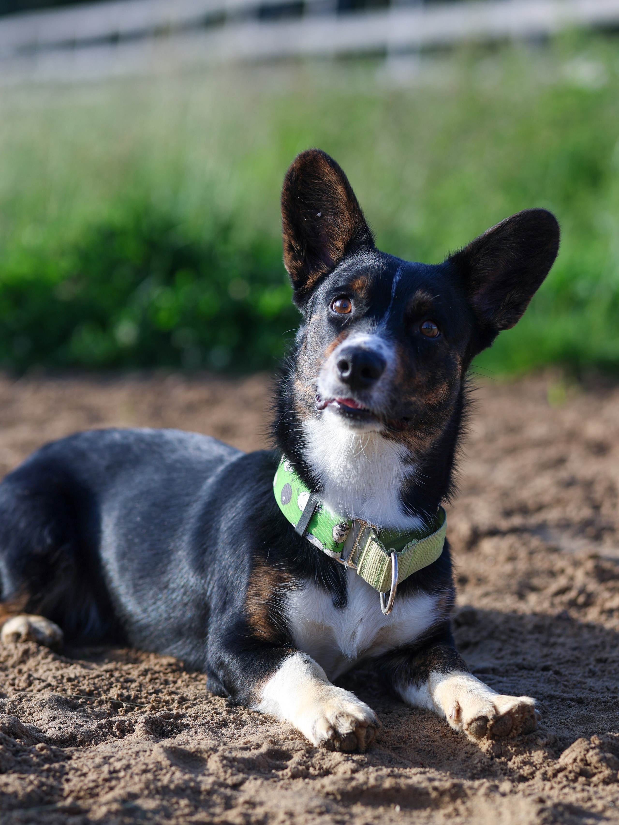 Пастьба. Фотограф-анималист в Москве Кириллова Татьяна