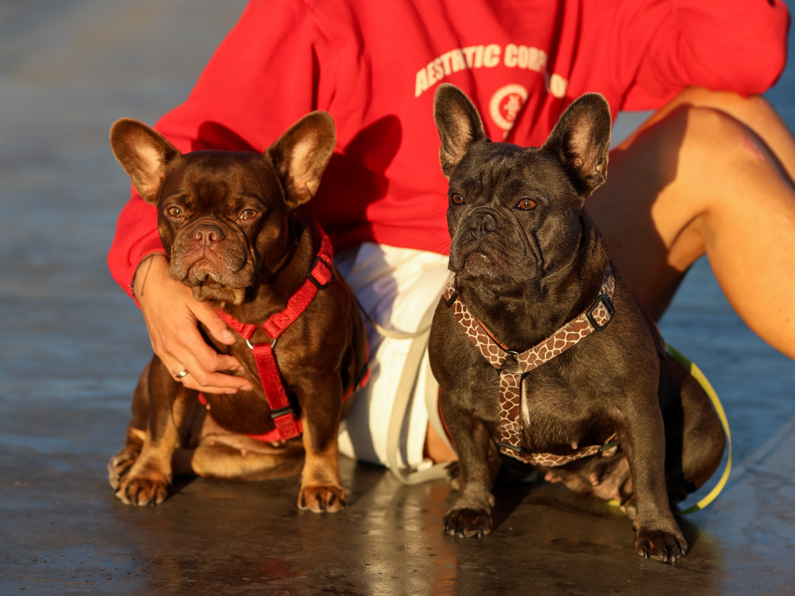 Белла, Луна и Нелли. Фотограф-анималист в Москве Кириллова Татьяна