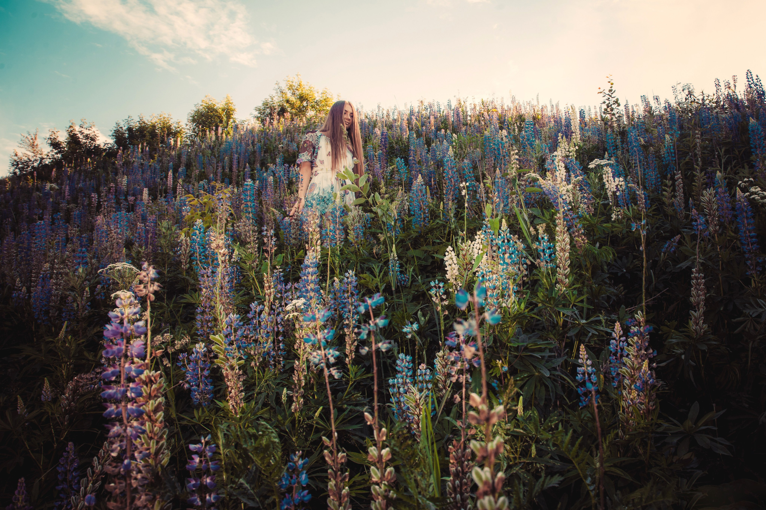Юля — Люпины. Фотограф Михаил Коган — Москва 89267284460