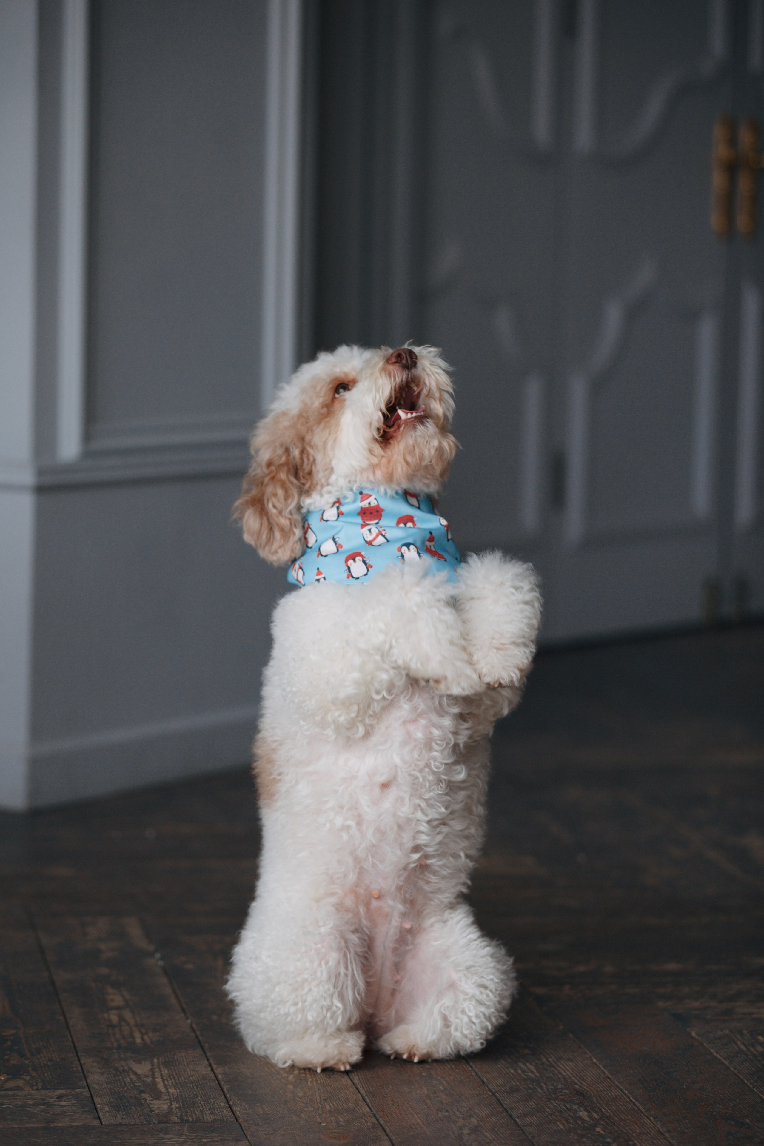 Bmbh лежанки и адресники. Фотограф анималист Кристина Карпова, Москва