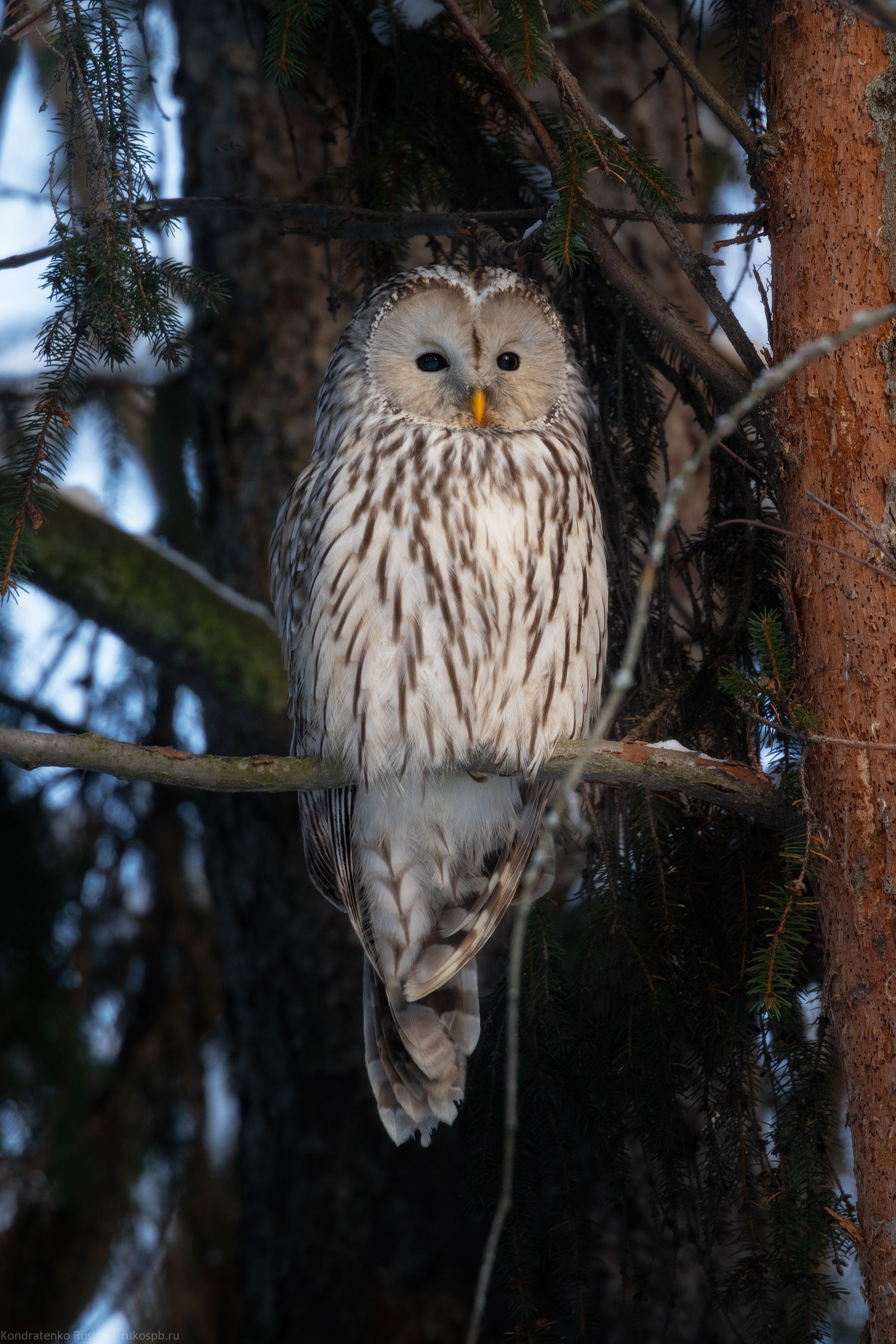 Длиннохвостая неясыть. Архитектурный и пейзажный фотограф Кондратенко Руслан, Санкт-Петербург