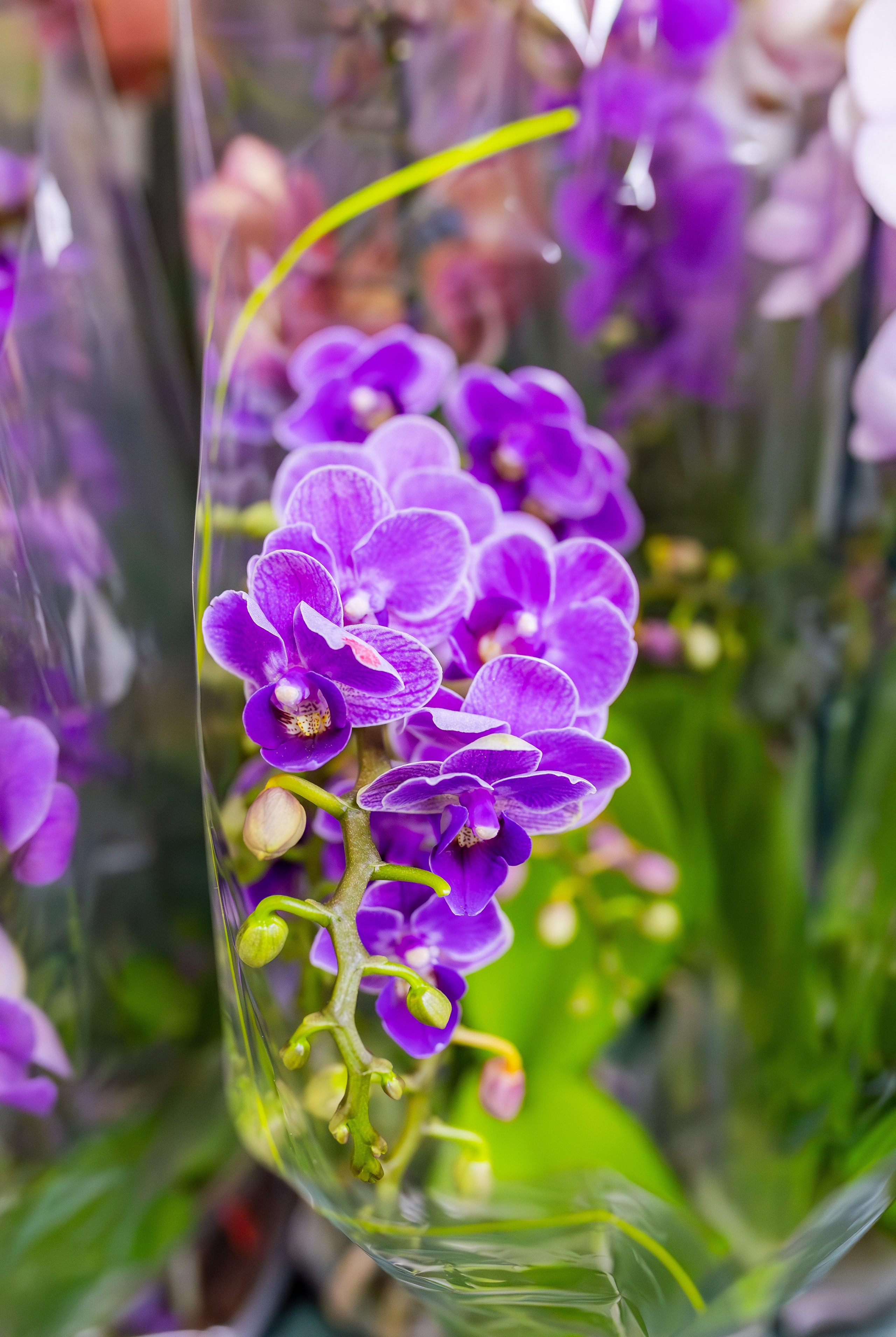 Орхидиум сентябрь 2025. Александра Куликова фотограф, Москва