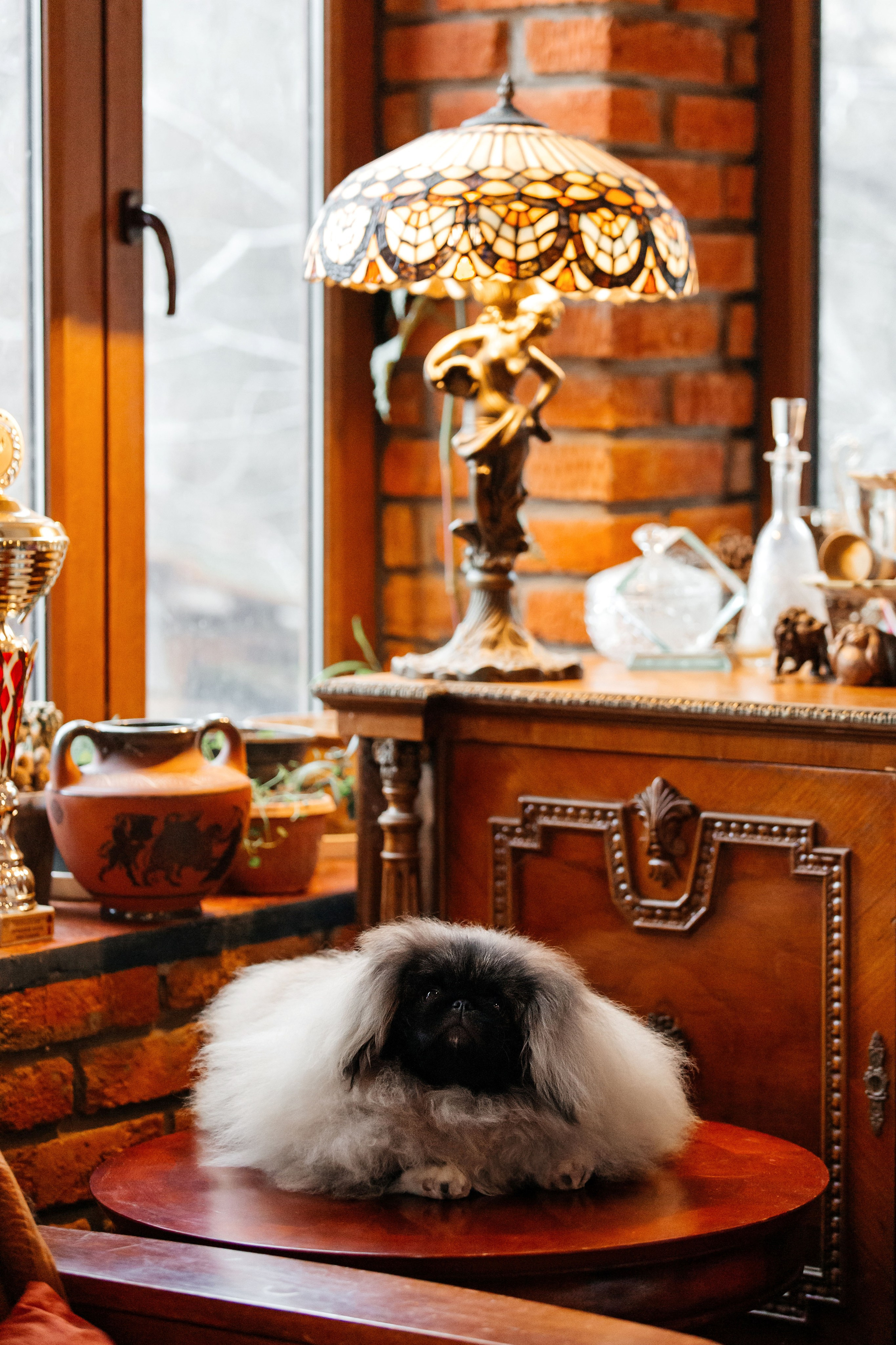 Фотосъёмка щенков. Фотограф-анималист в Краснодаре Маша Мельникова