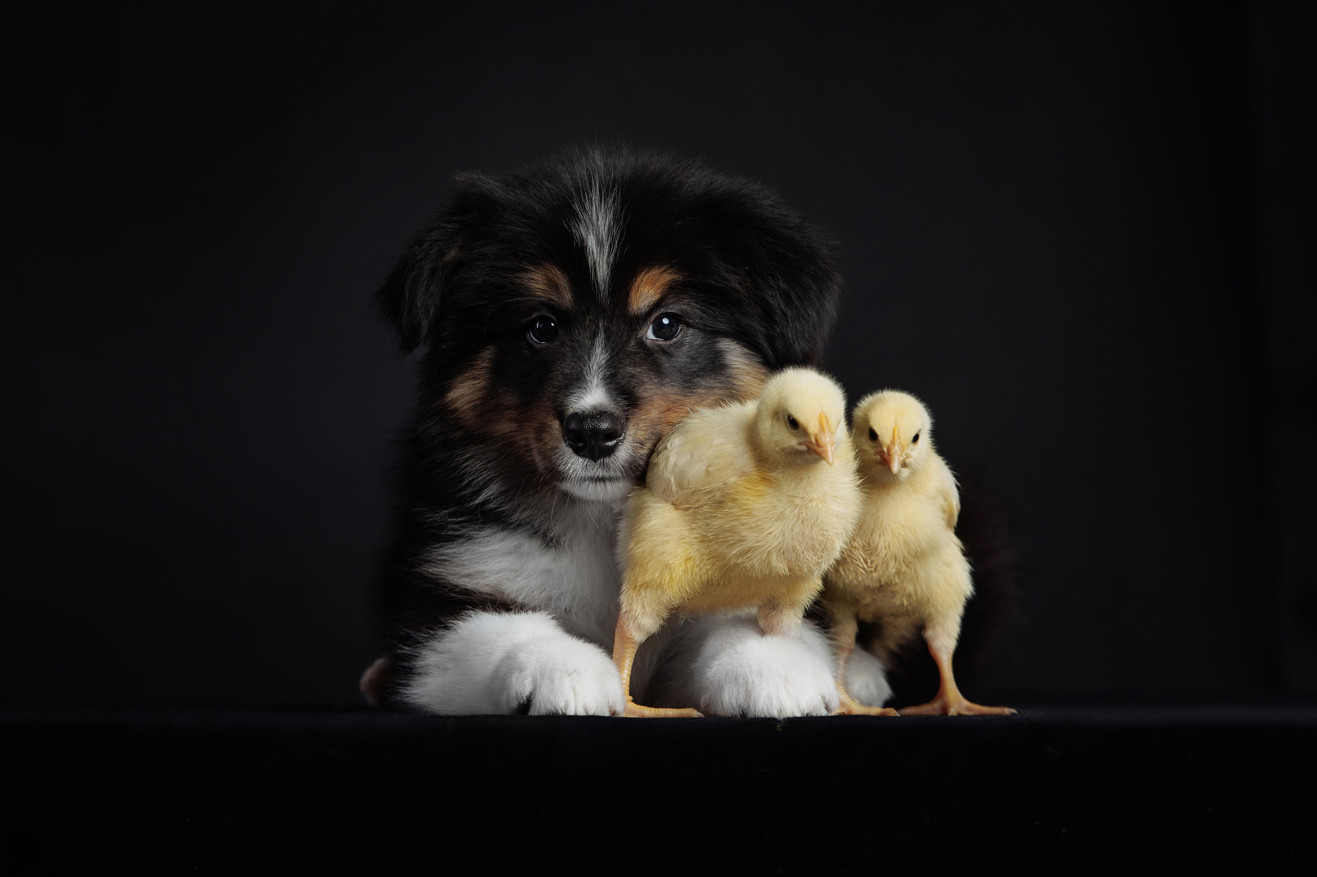 С цыпами. О нас