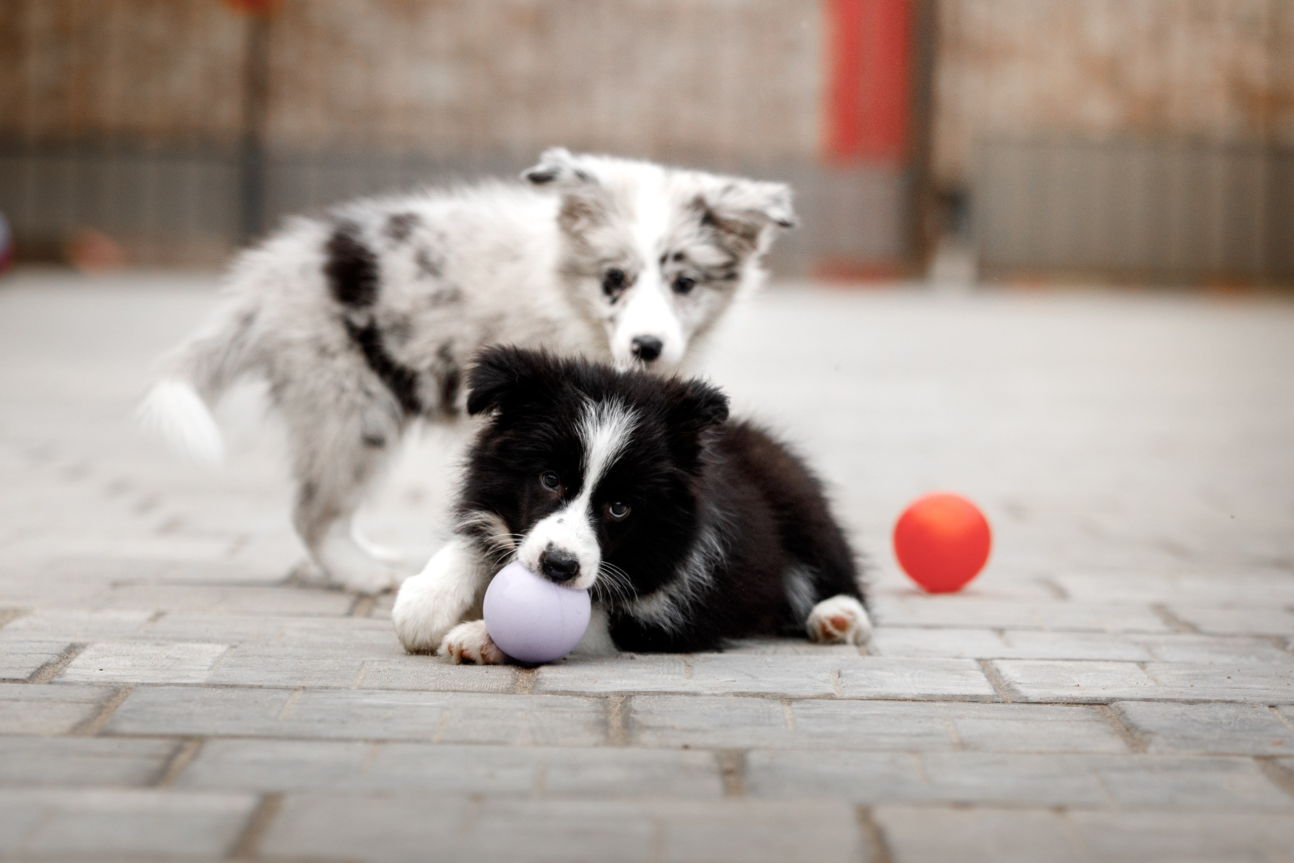 Болтовня в саду. О нас