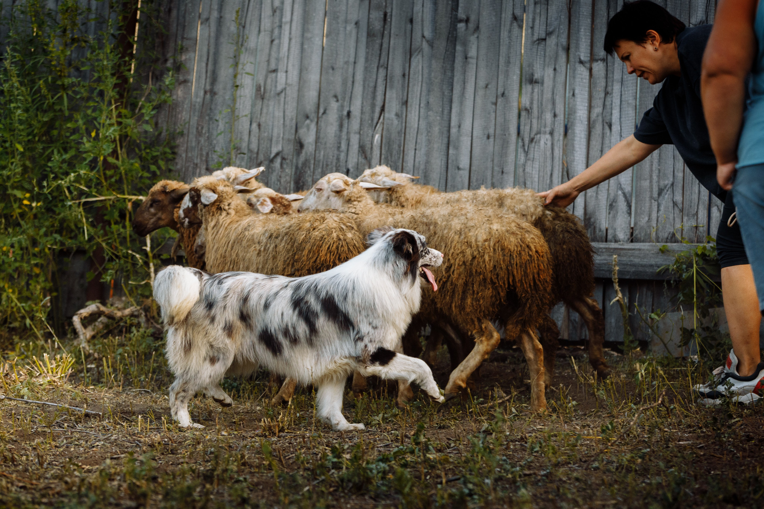 Овечий день. О нас