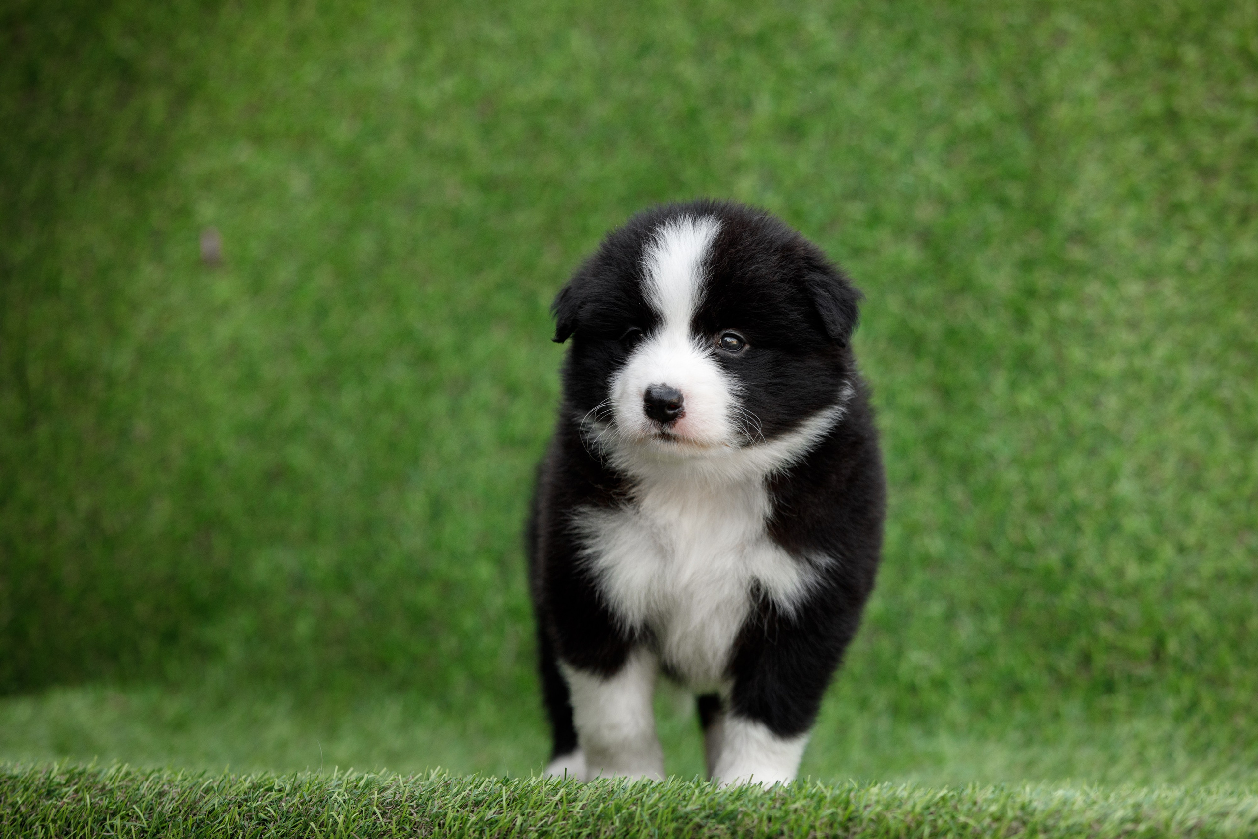 Смешарики. О нас