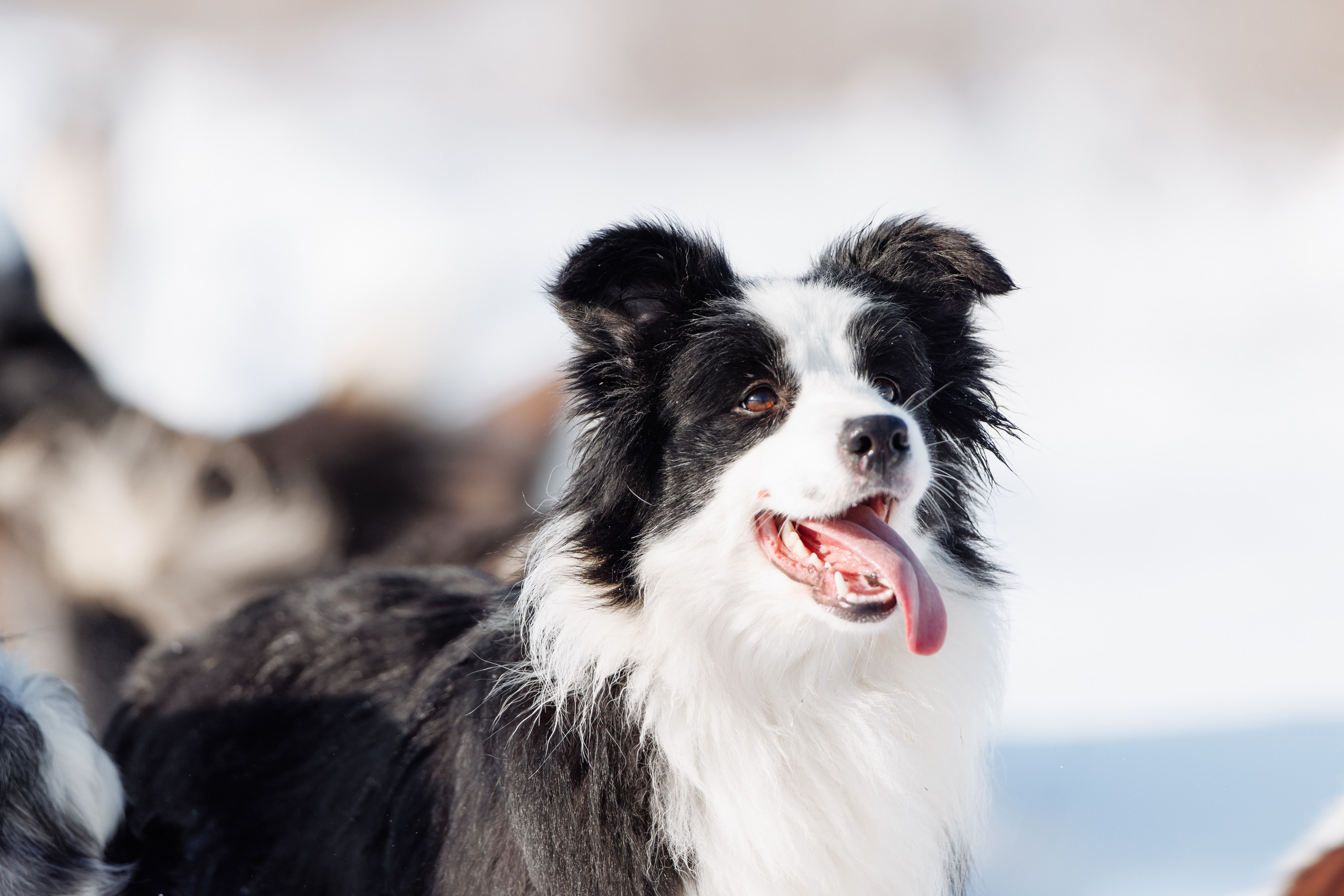 Яркий январь. О нас