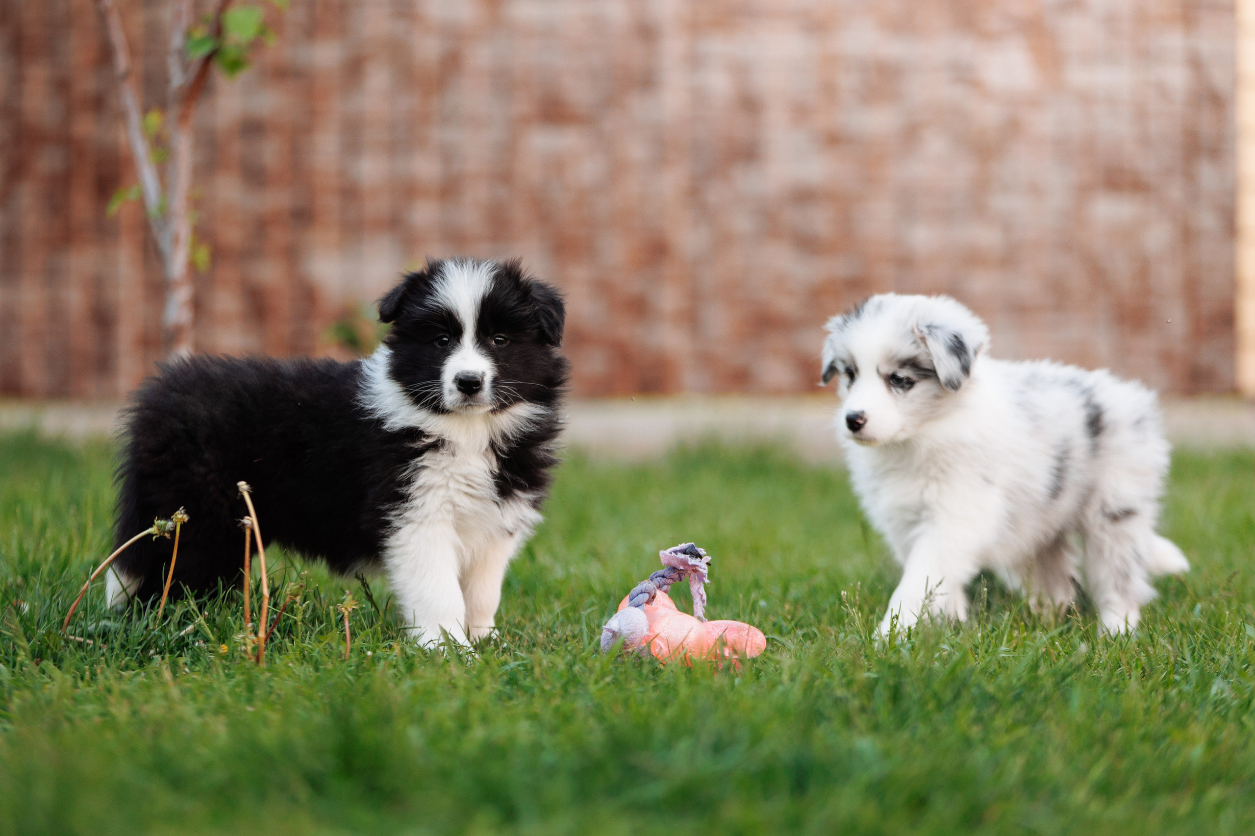 Пушистое. О нас