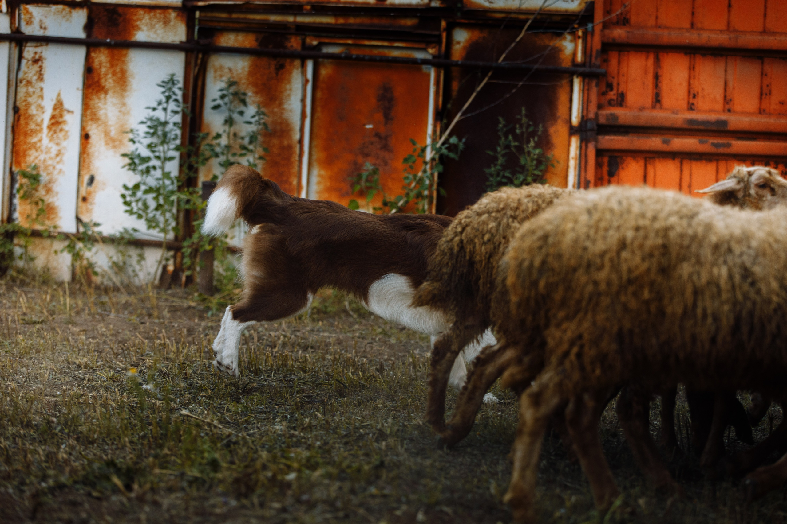 Овечий день. О нас