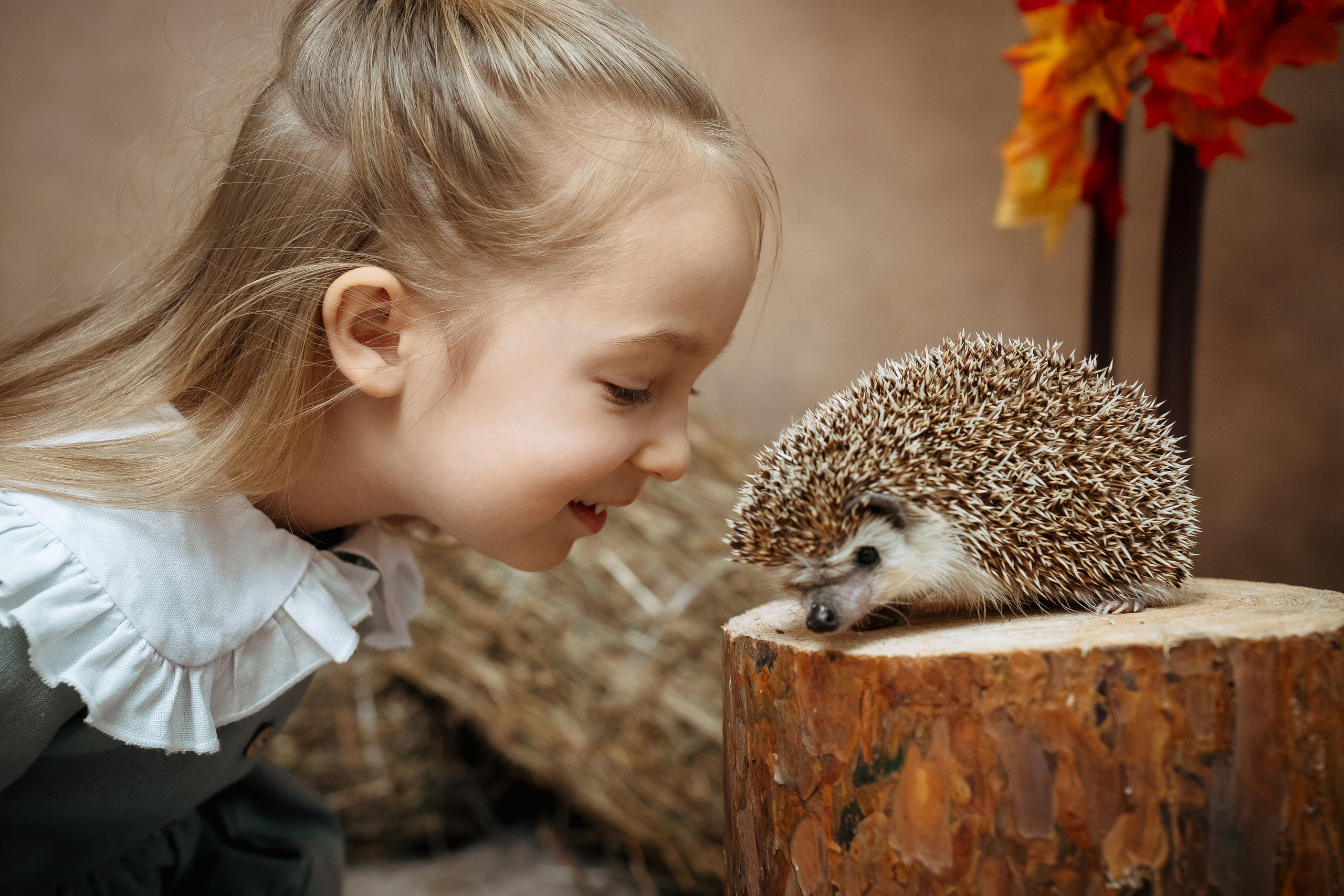 Ёжик. Фотограф Казакова Анастасия