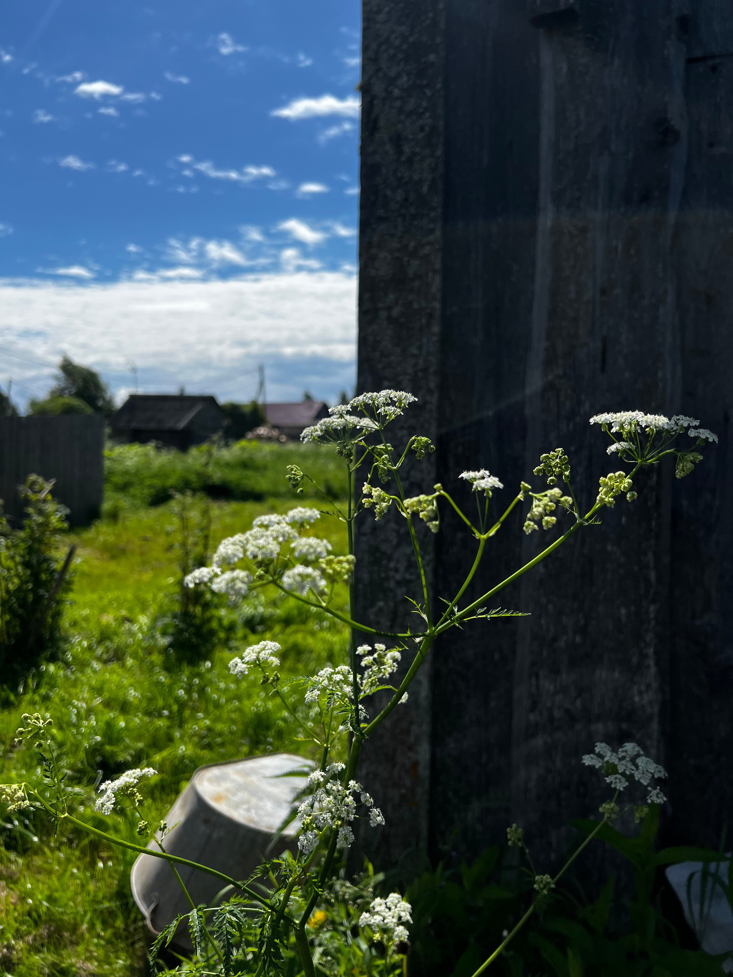 Ботаника. Фотограф • Елена Миронова
