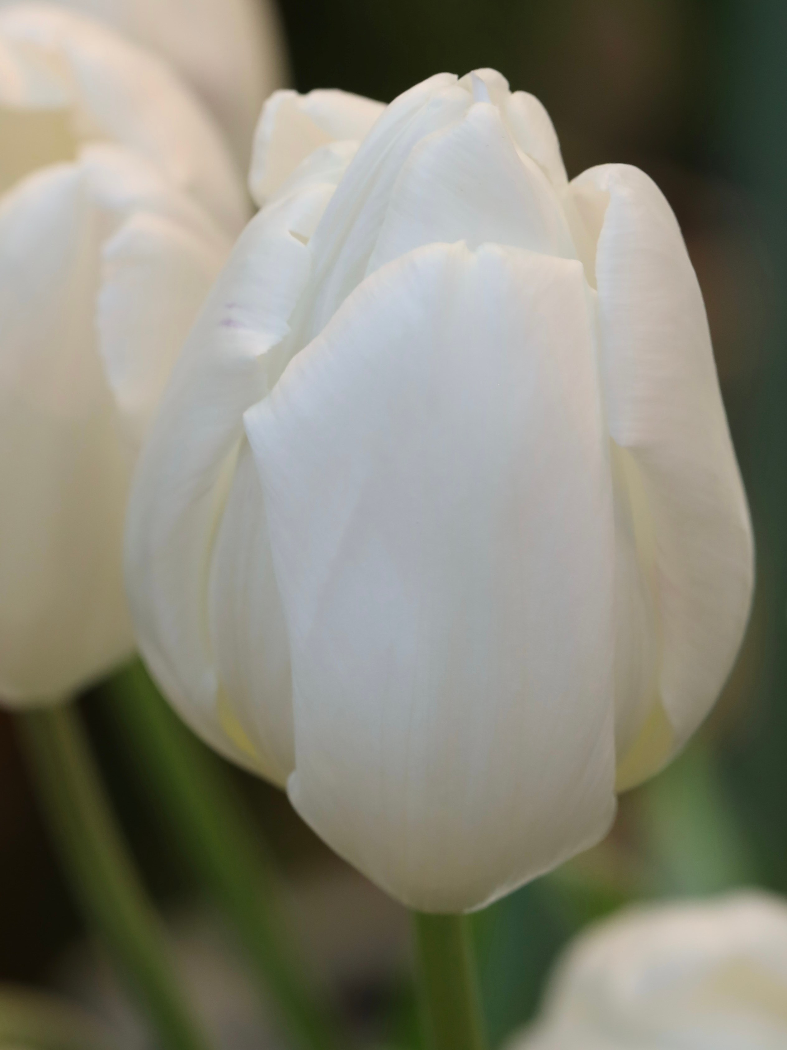 Весенние цветы. Фотосессии и репортаж — Фотограф в Москве — Рина Серёгина