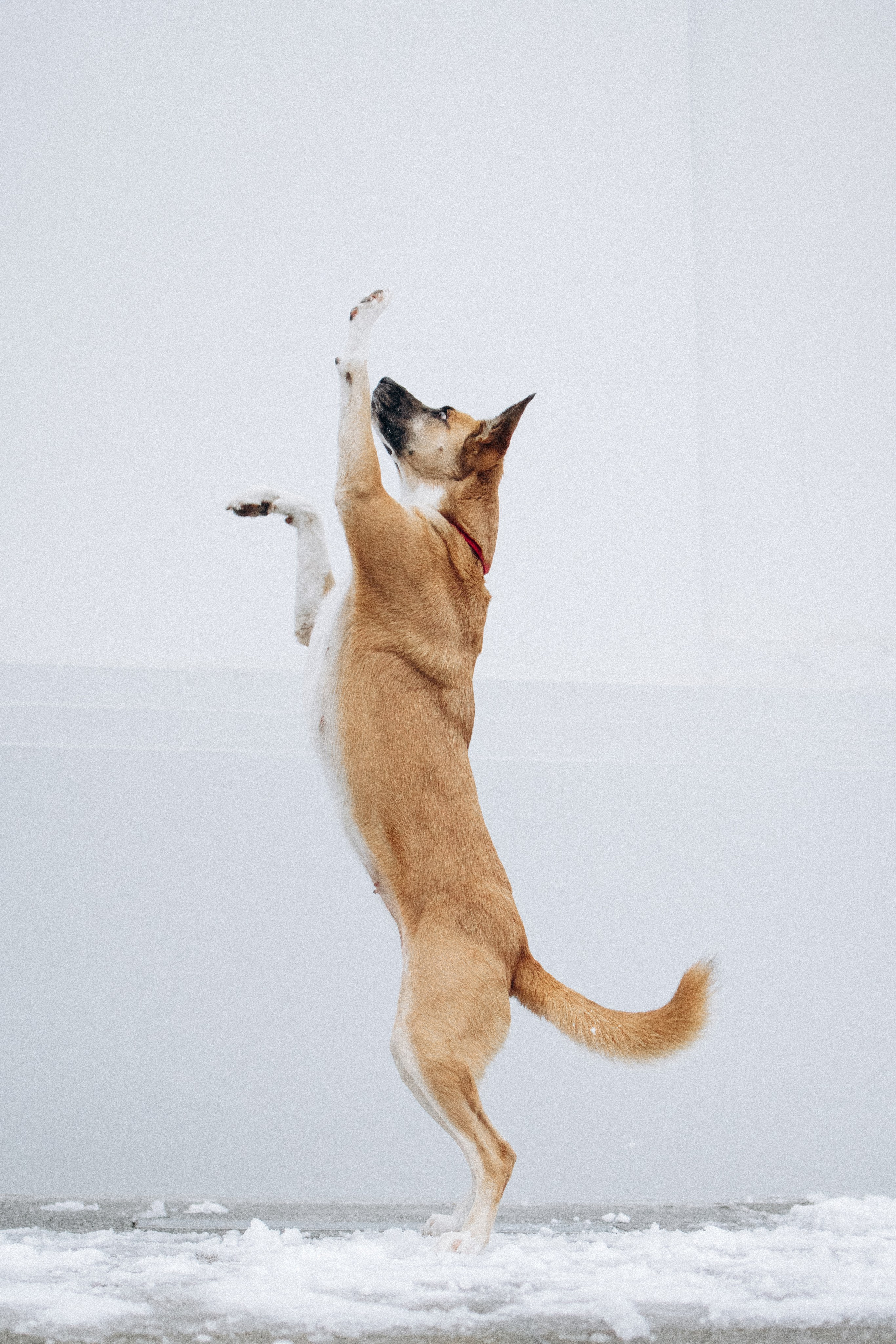 Саша, Ксюша и их банда. Фотораф — анималист Мария Шистка