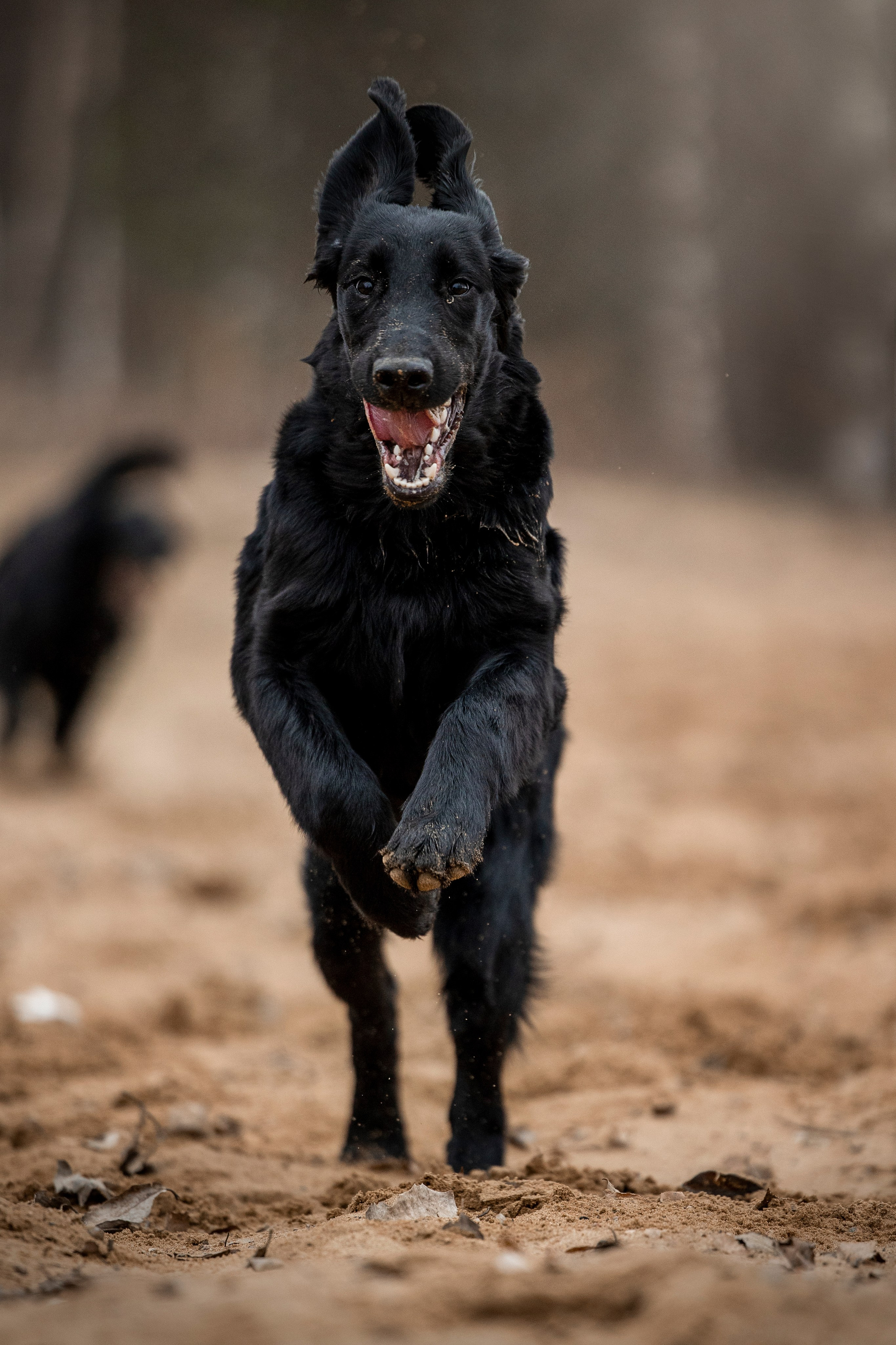 Ора, Ева, Рози и их семья. Фотограф — Анималист | Санкт-Петербург