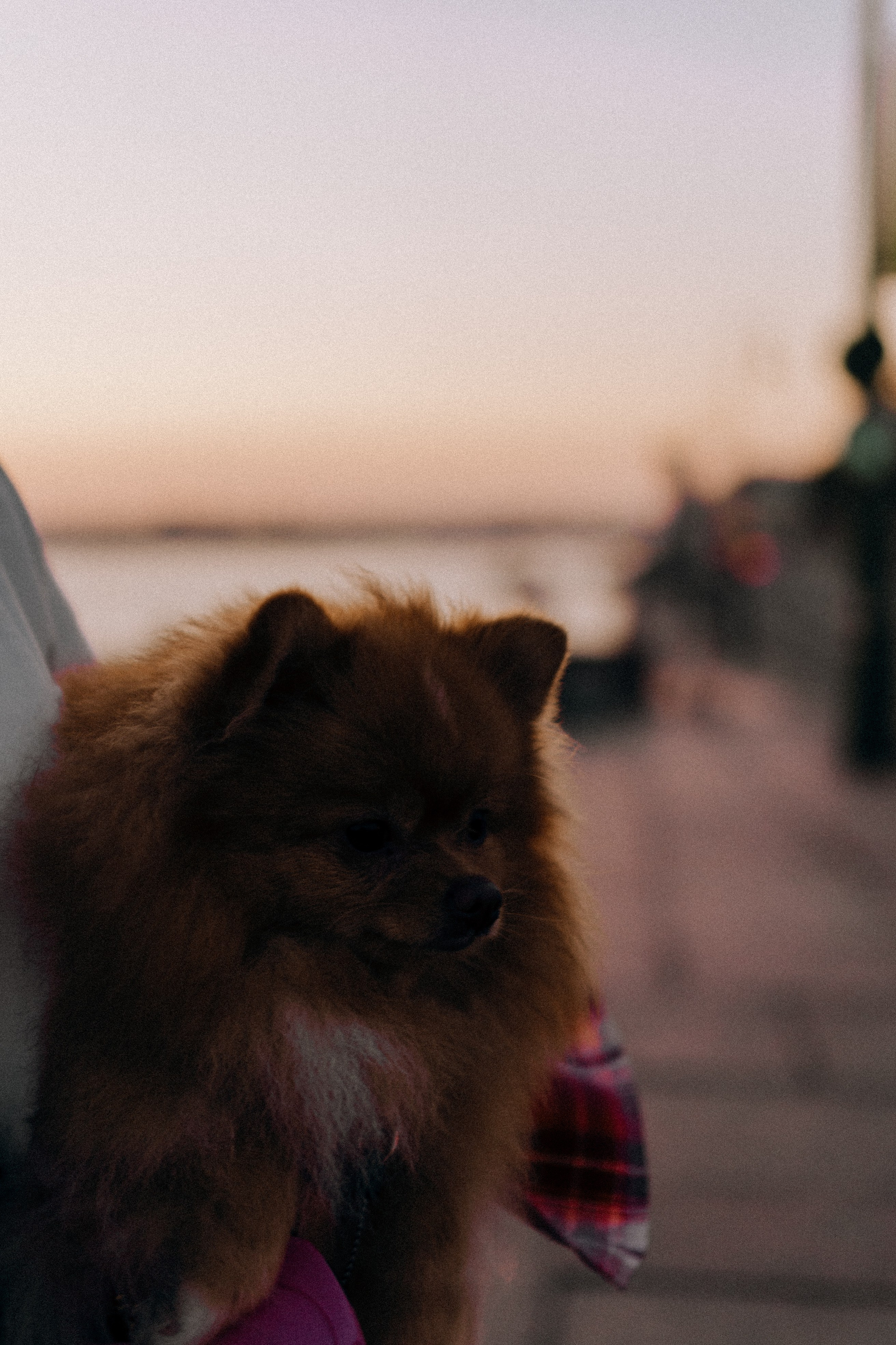 РАССВЕТНАЯ ИСТОРИЯ. Профессиональный фотограф, Санкт-Петербург — Виктория Богомолова