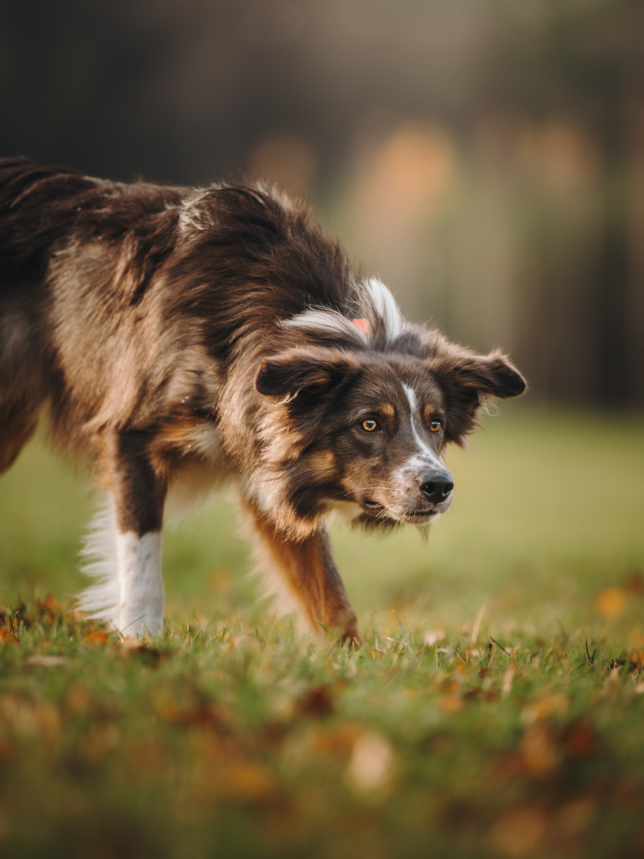 Настя, Максим, Орео и Норд. Семейный фотограф анималист Ананьева Мария — Москва
