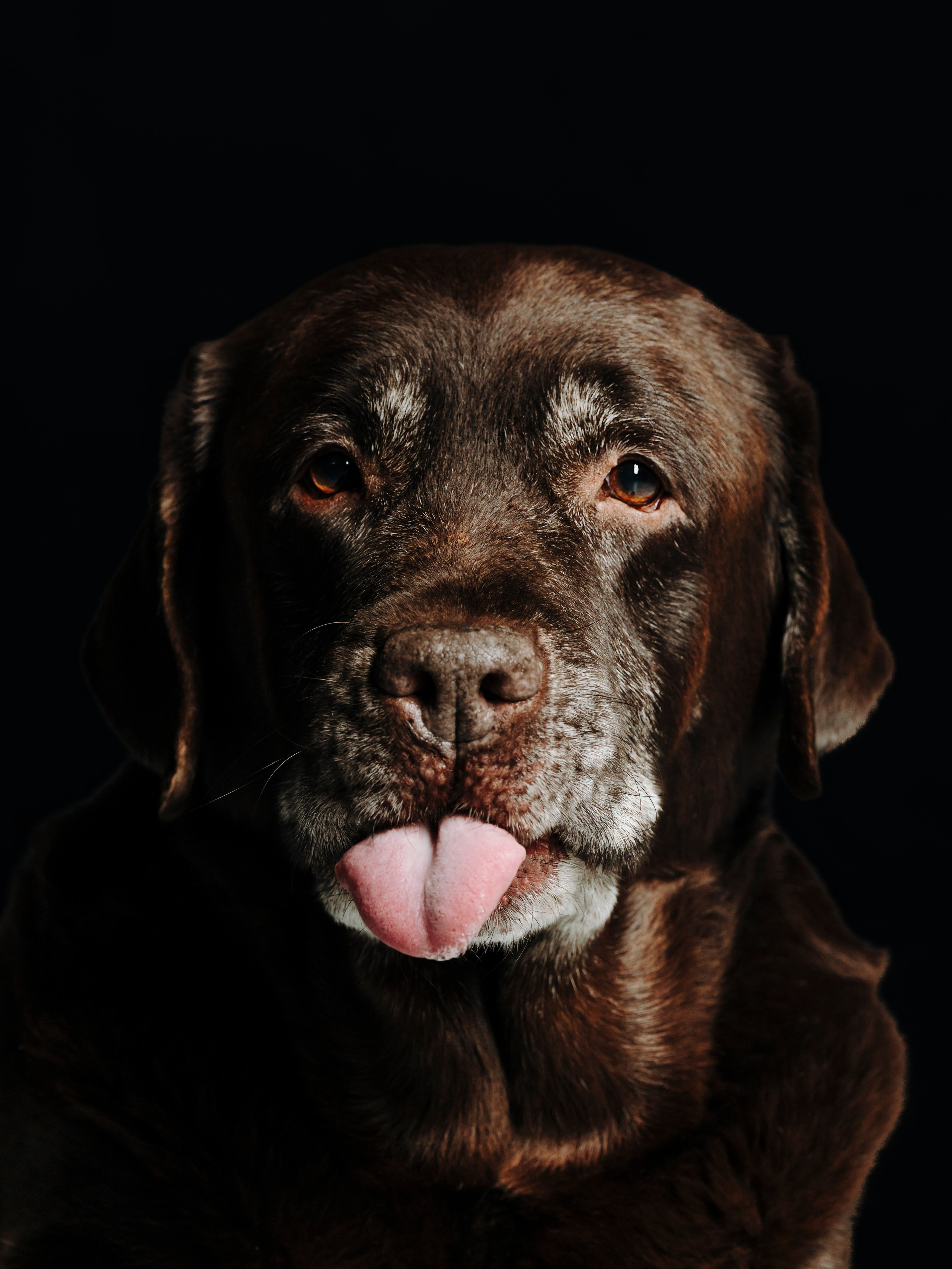Оля и Шерлок. Семейный фотограф анималист Ананьева Мария — Москва