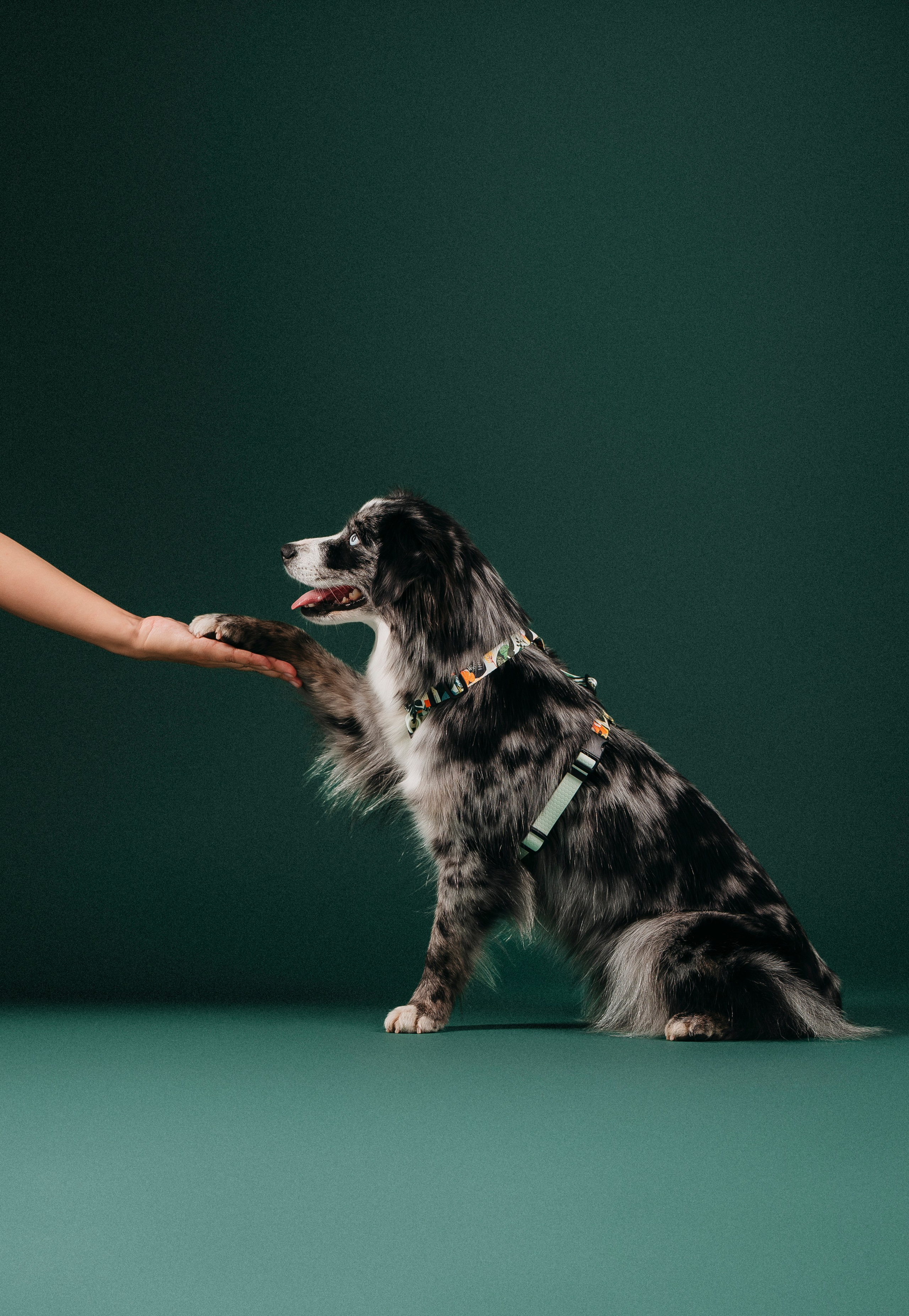 B&F. Амуниция. Семейный фотограф анималист Ананьева Мария — Москва