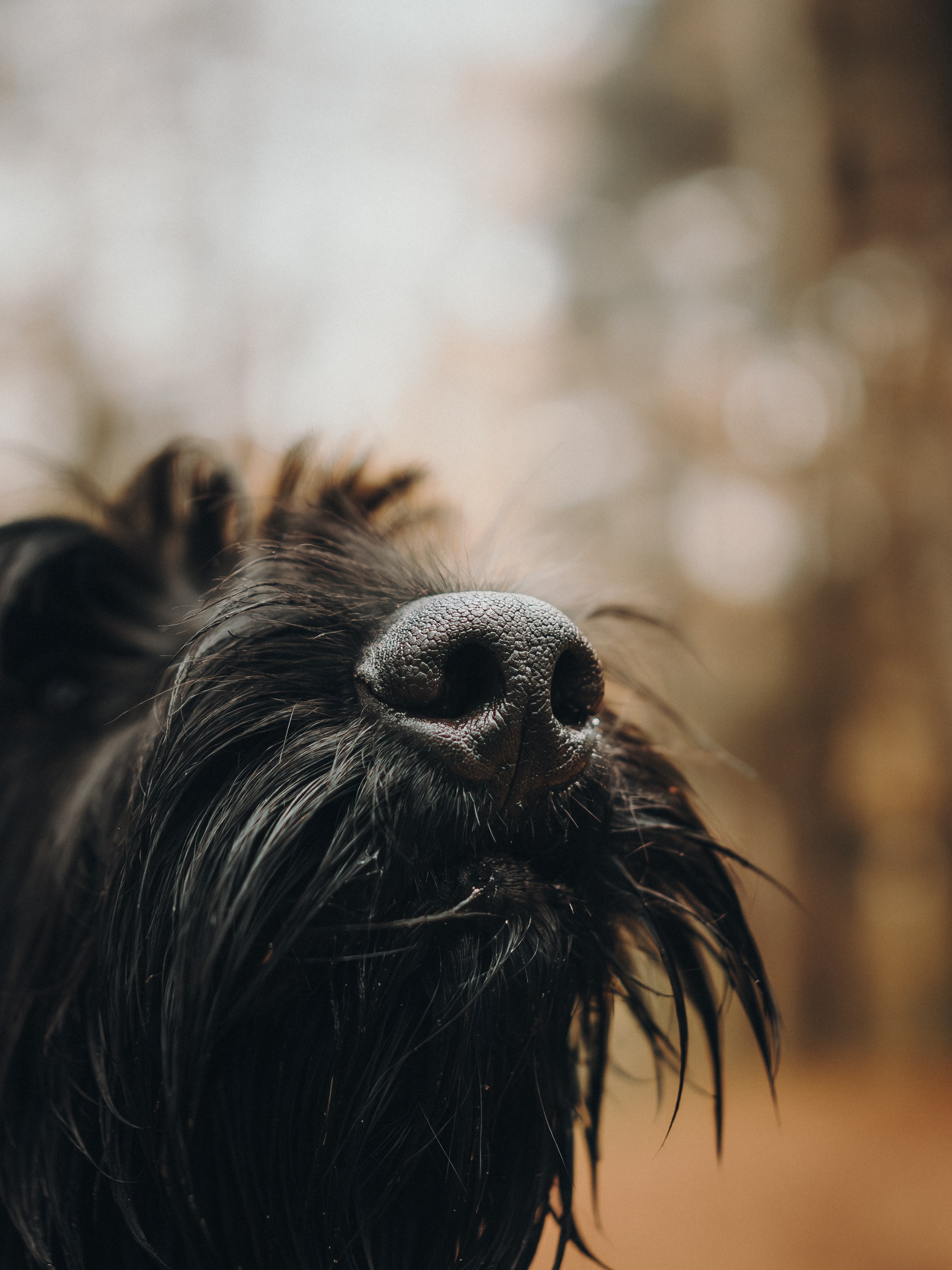 Даша и Умбра. Семейный фотограф анималист Ананьева Мария — Москва