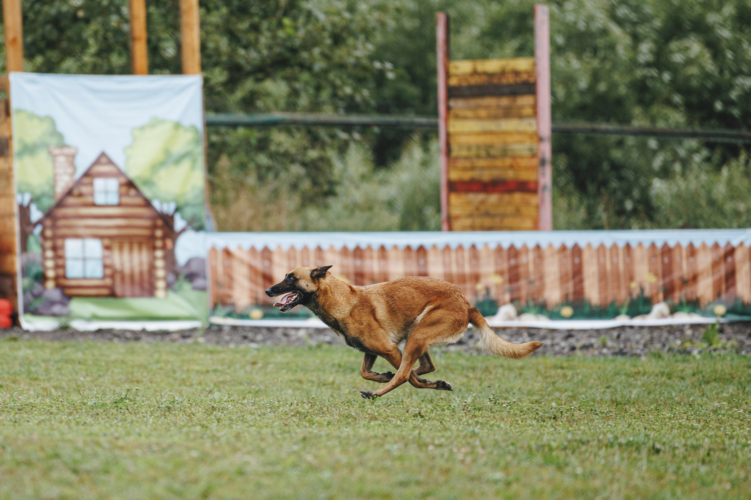 08.08.25-10.08.25 ЧР по мондьорингу г. Вологда. Фотограф-анималист Анна Маринич