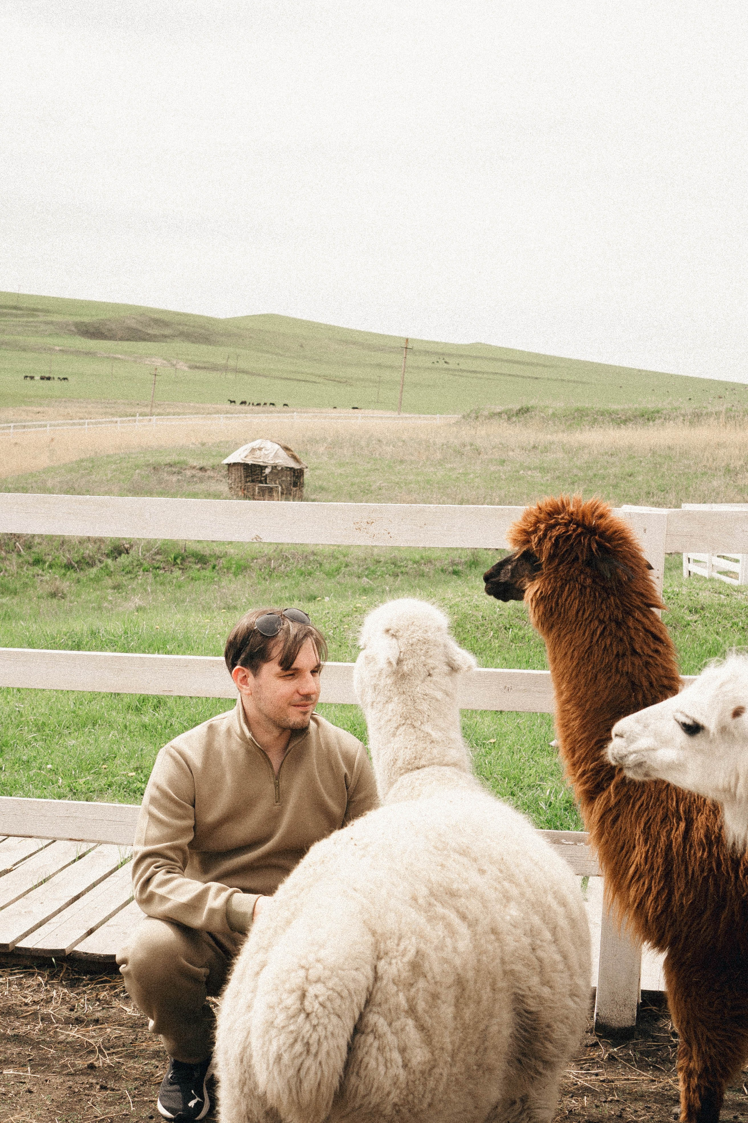 Ферма Альпак. Профессиональный фотограф, Санкт-Петербург — Виктория Богомолова