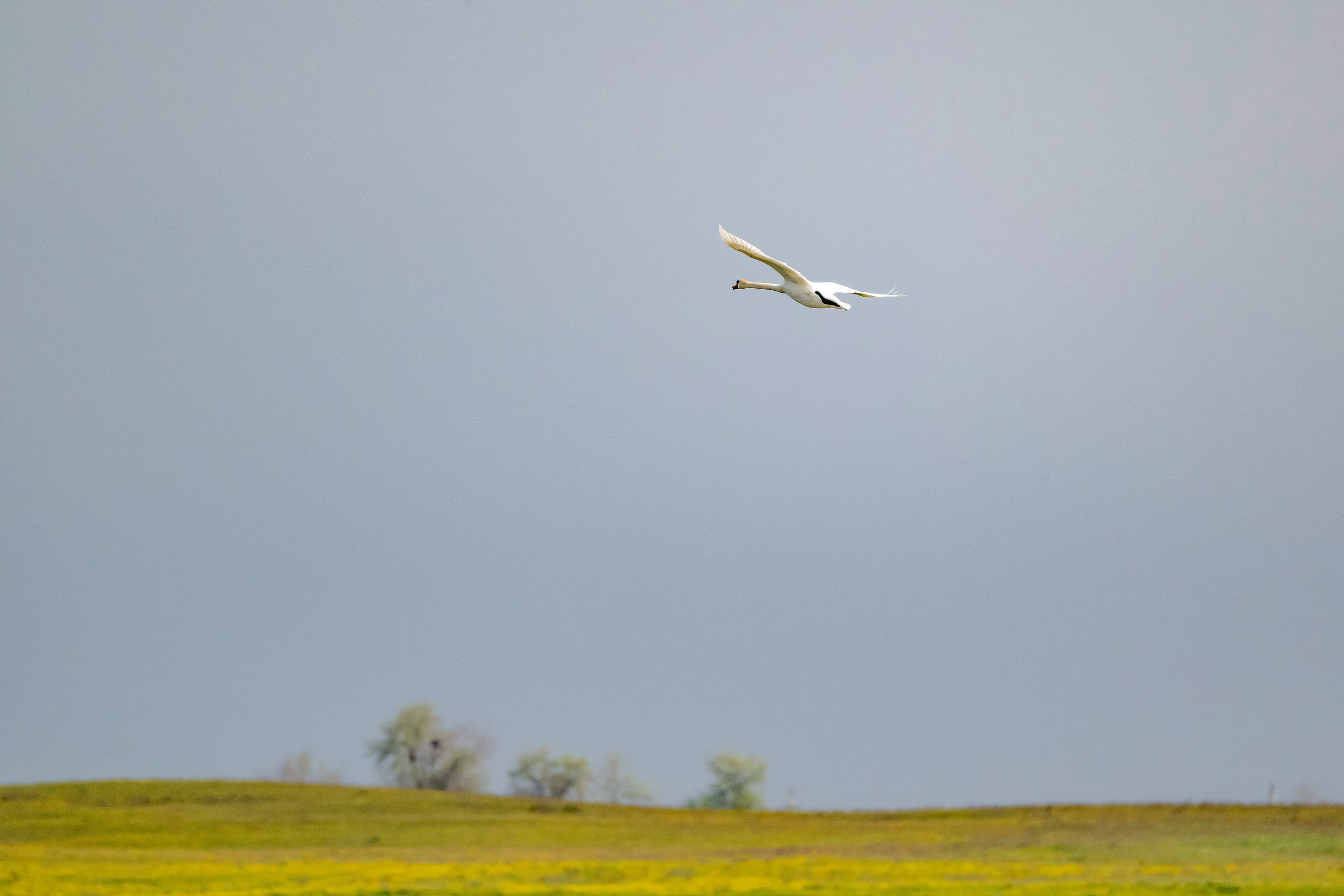Пейзажный фотограф, Фотографии дикой природы. Foto-Zuev фотография как искусство