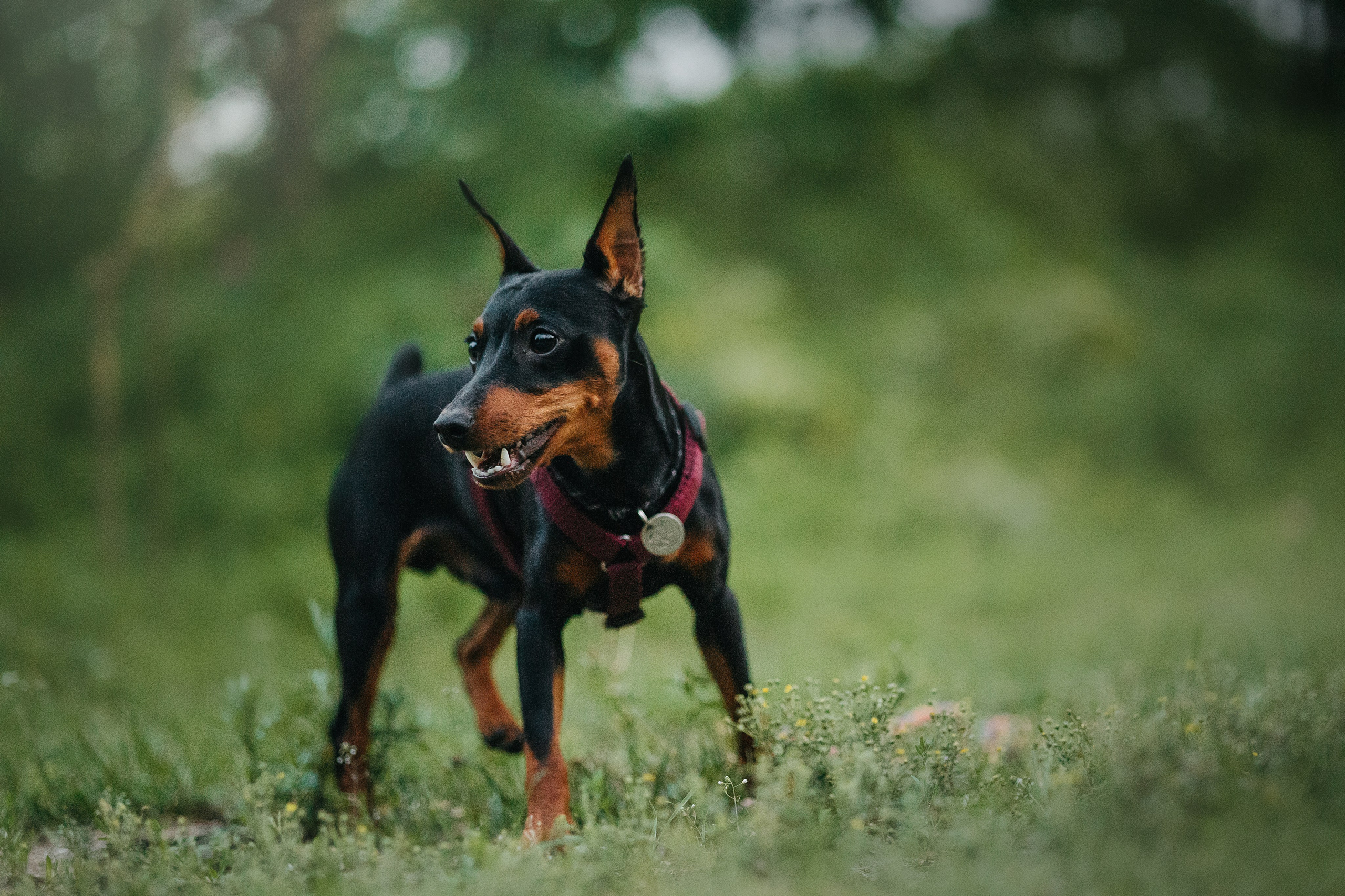 Сириус и его семья. Фотограф — Анималист | Санкт-Петербург