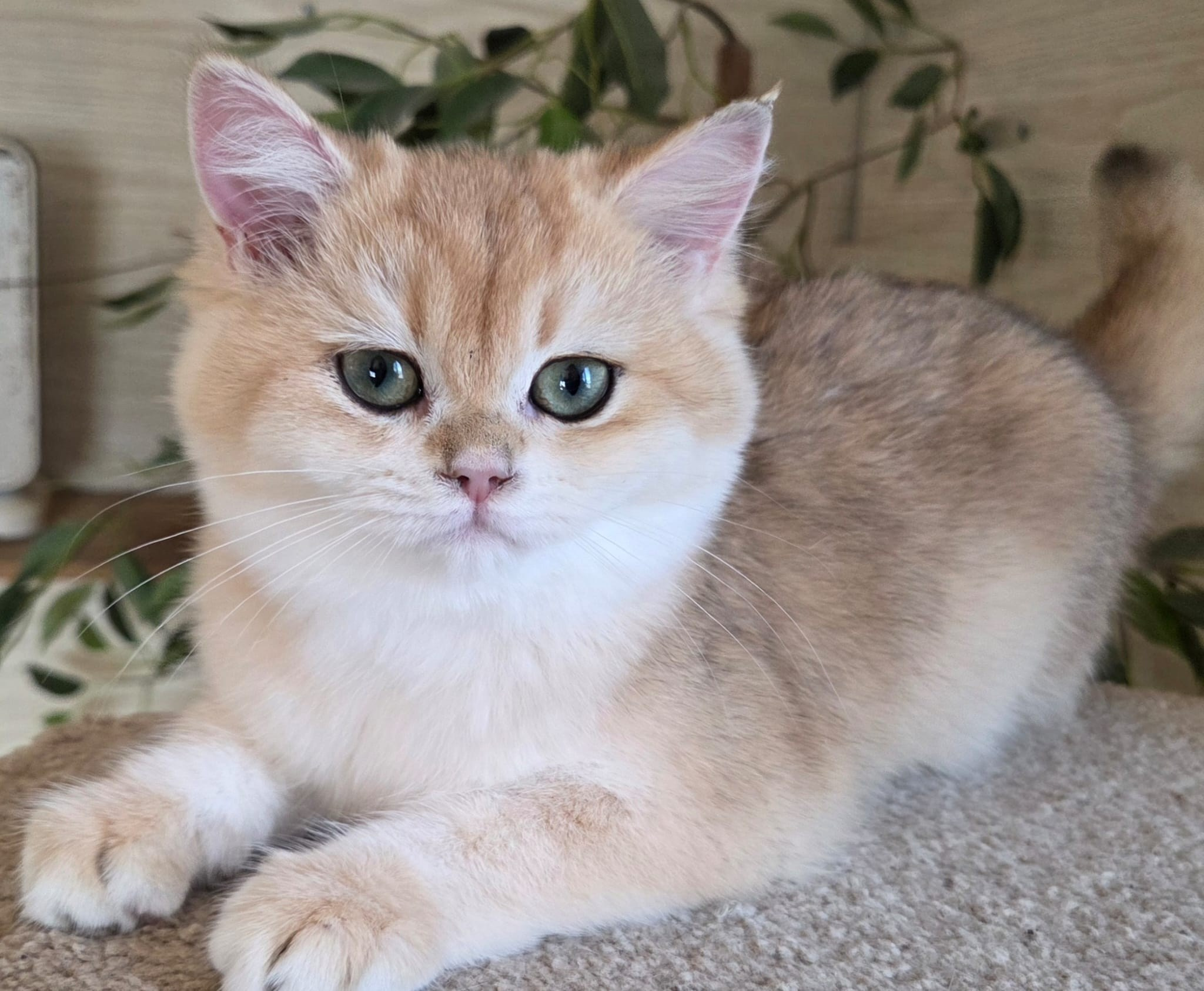 Manya, DB-09.15.25, female, $1500. British shorhair Cats