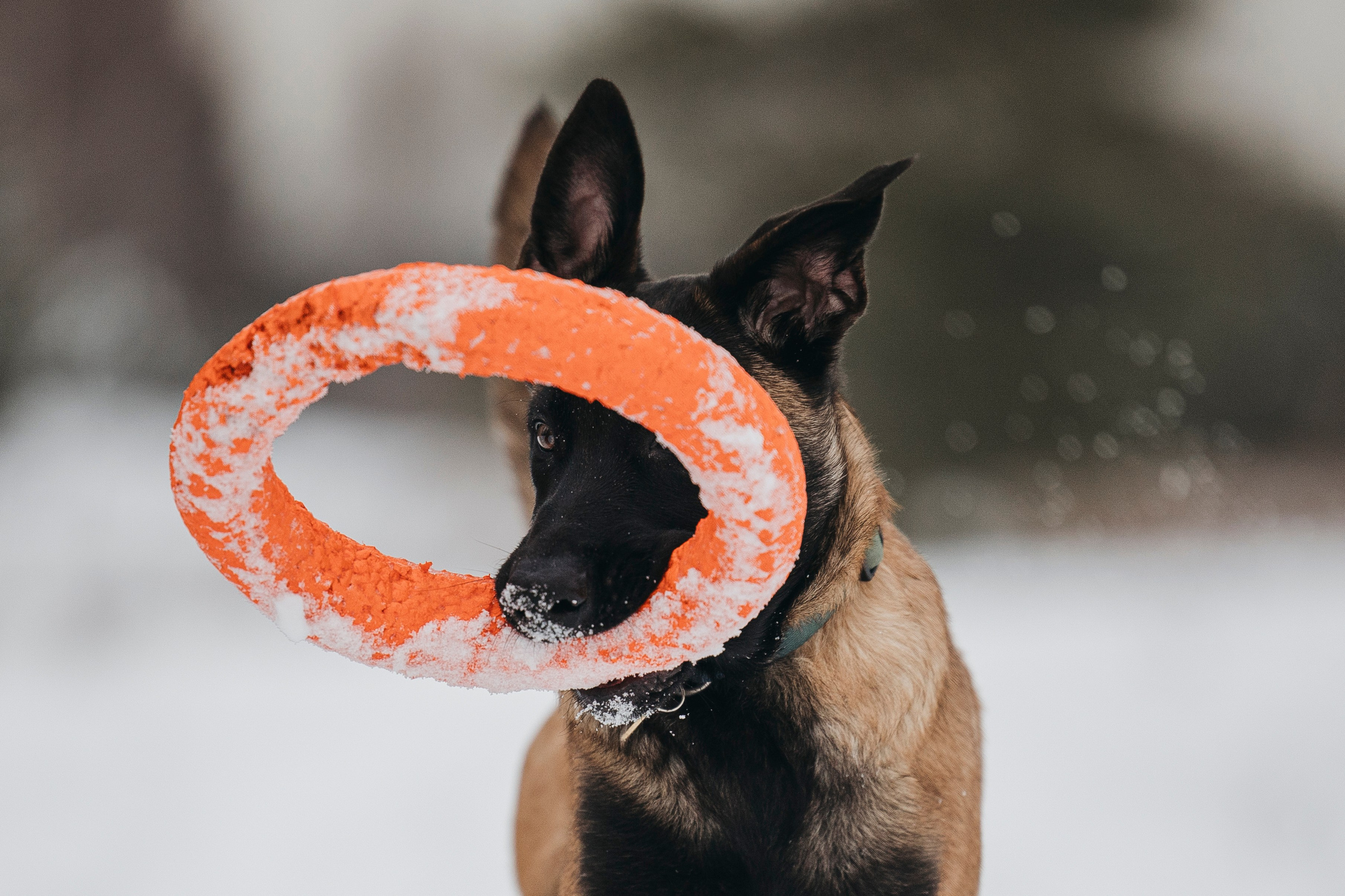 Даша, Омен, Айс и Рицу. Фотограф-анималист Анна Маринич