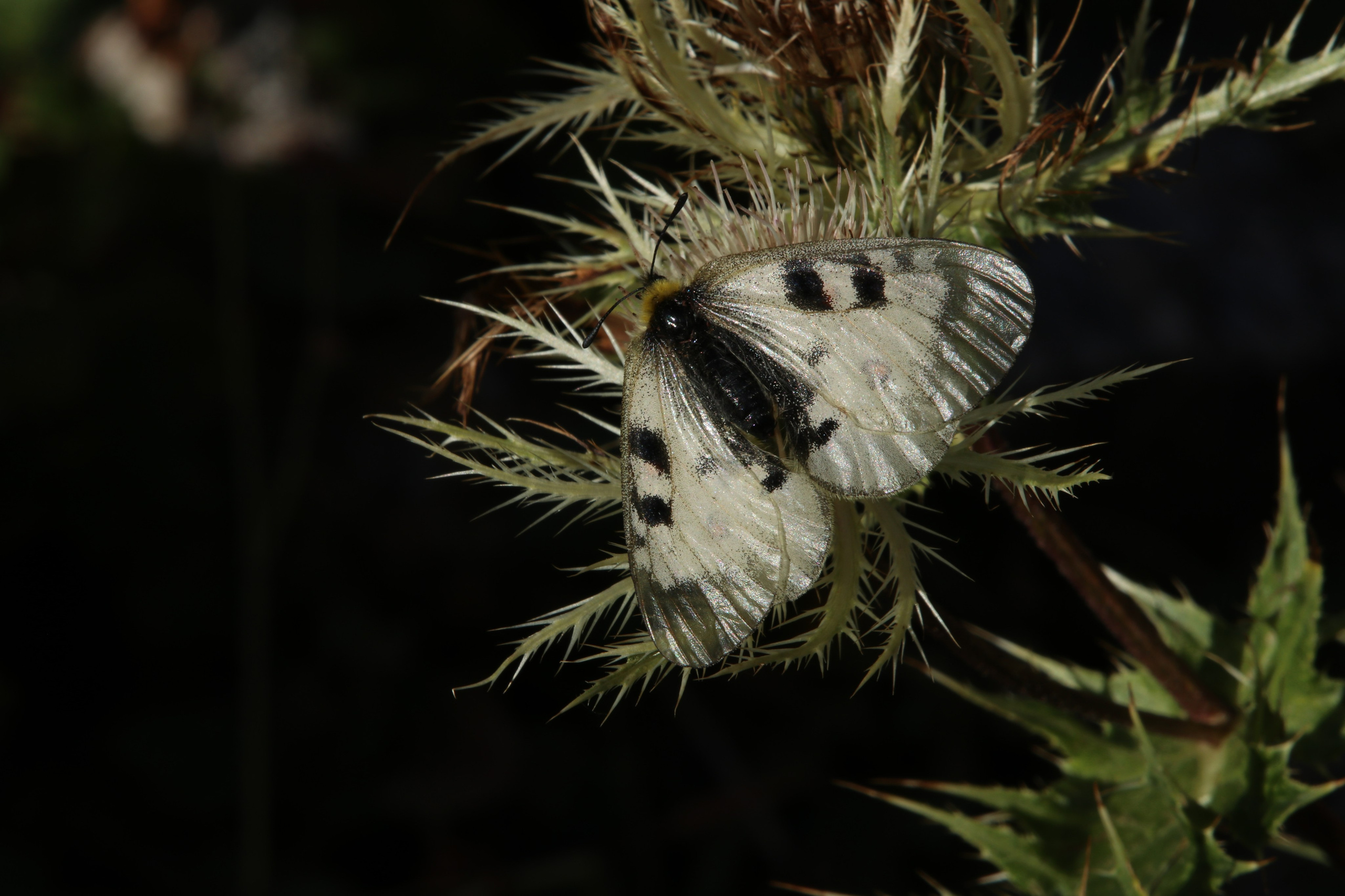 Приэльбрусье. Сентябрь 2024. Путешественник-фотограф из Санкт-Петербурга Татьяна Свистулина