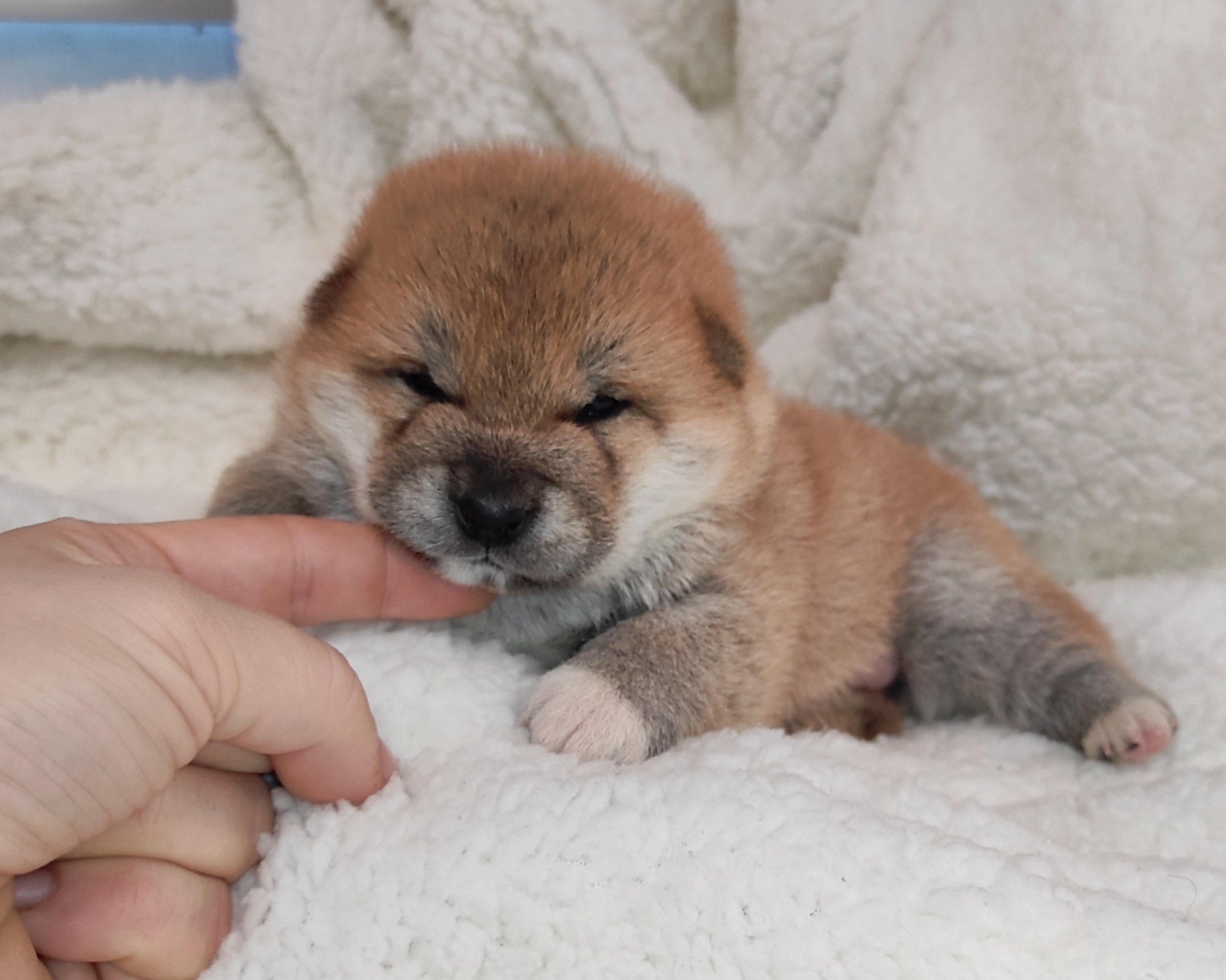 сиба питомник Рубилайт щенки на продажу rubylight  сиба щенки купить СПб Санкт-Петербург 