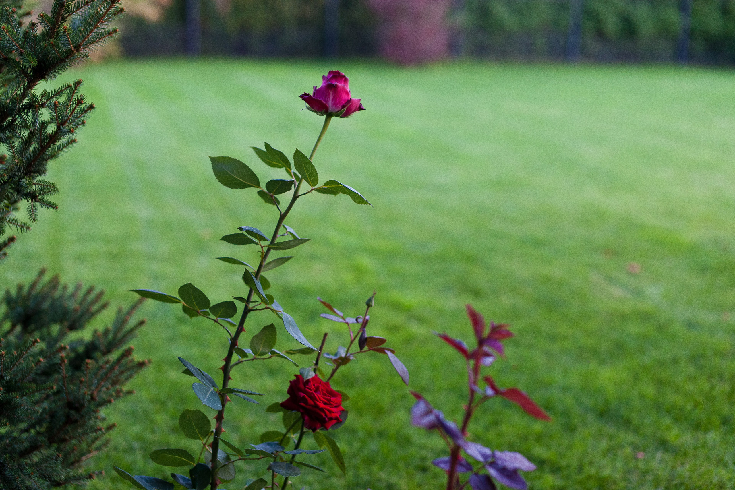 Ландшафт. Новый год 2026