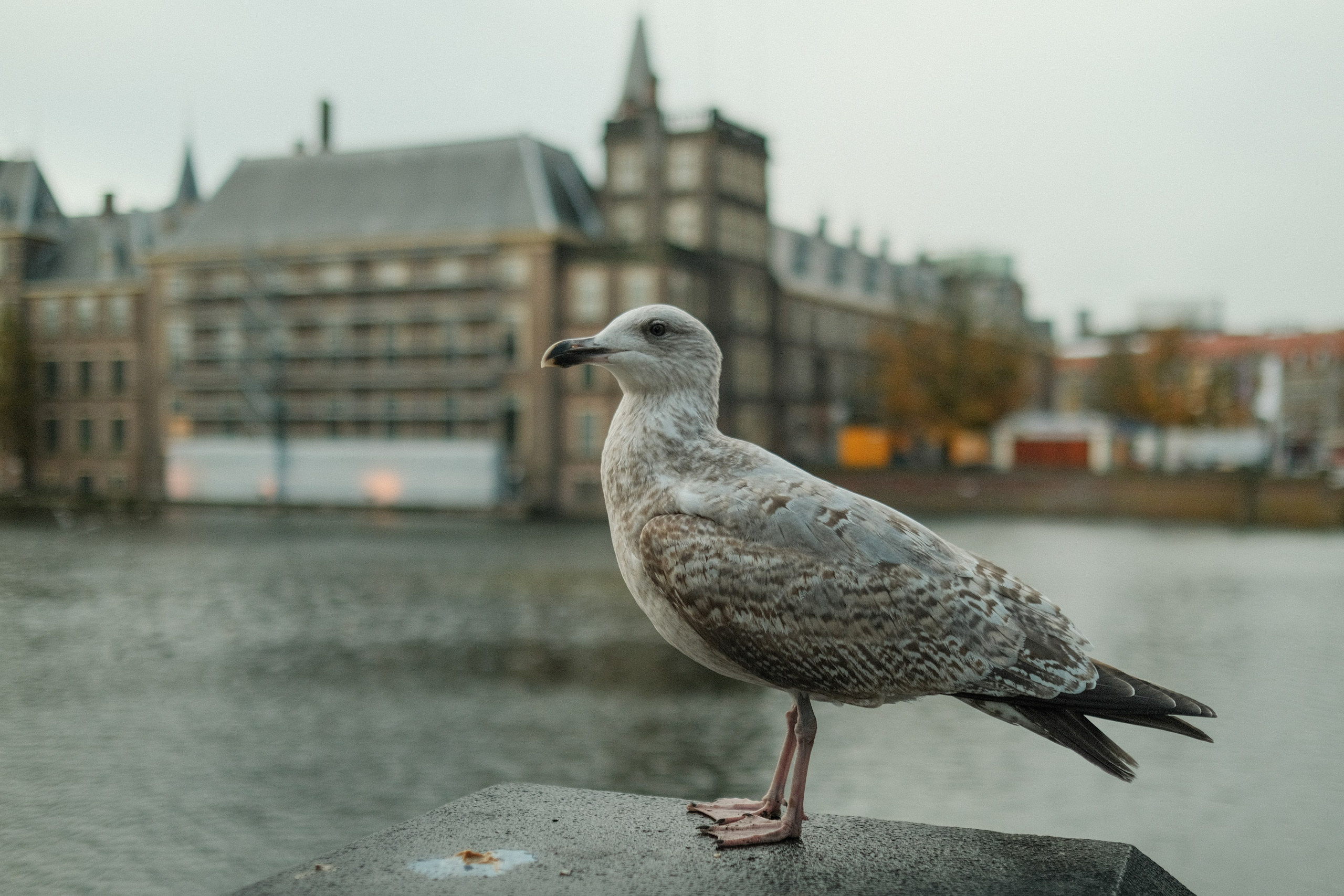Фотографии Нидерландов | Филипп Линзин. Репортажный и портретный фотограф в Санкт-Петербурге Филипп Линзин
