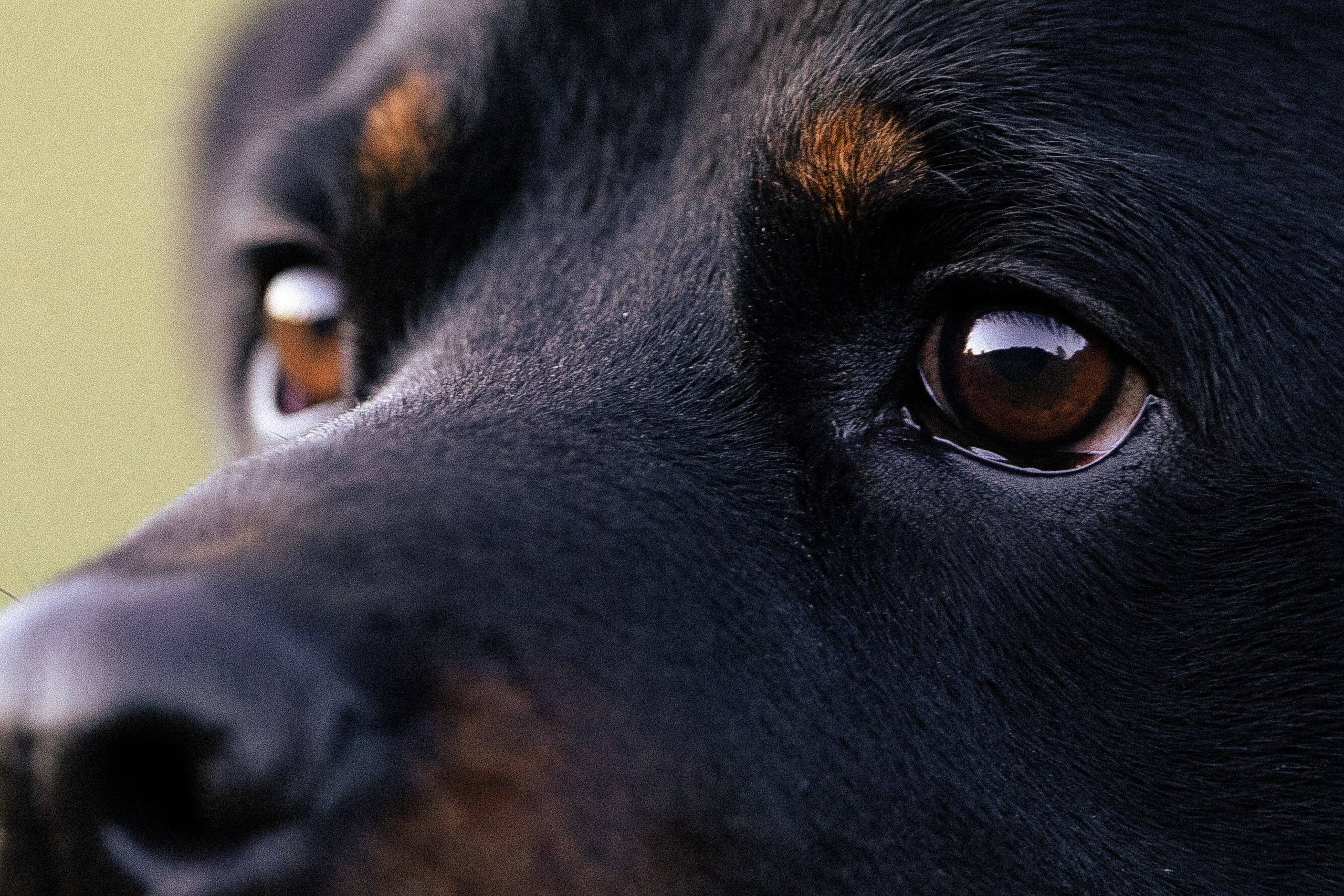 Катя, Леша, Лея и Трой. Фотограф и видеограф анималист Аганина Дарья