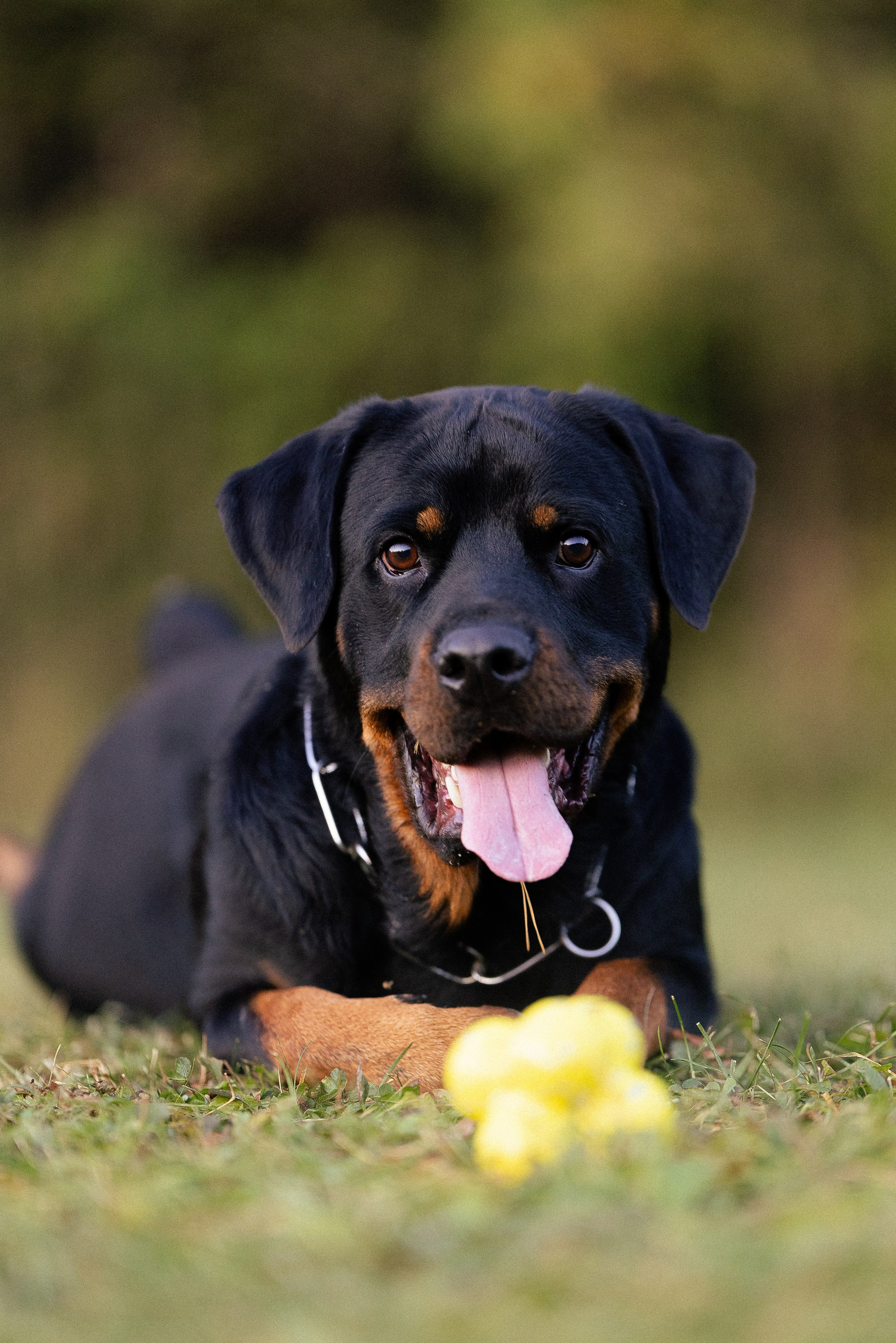 Катя, Леша, Лея и Трой. Фотограф и видеограф анималист Аганина Дарья