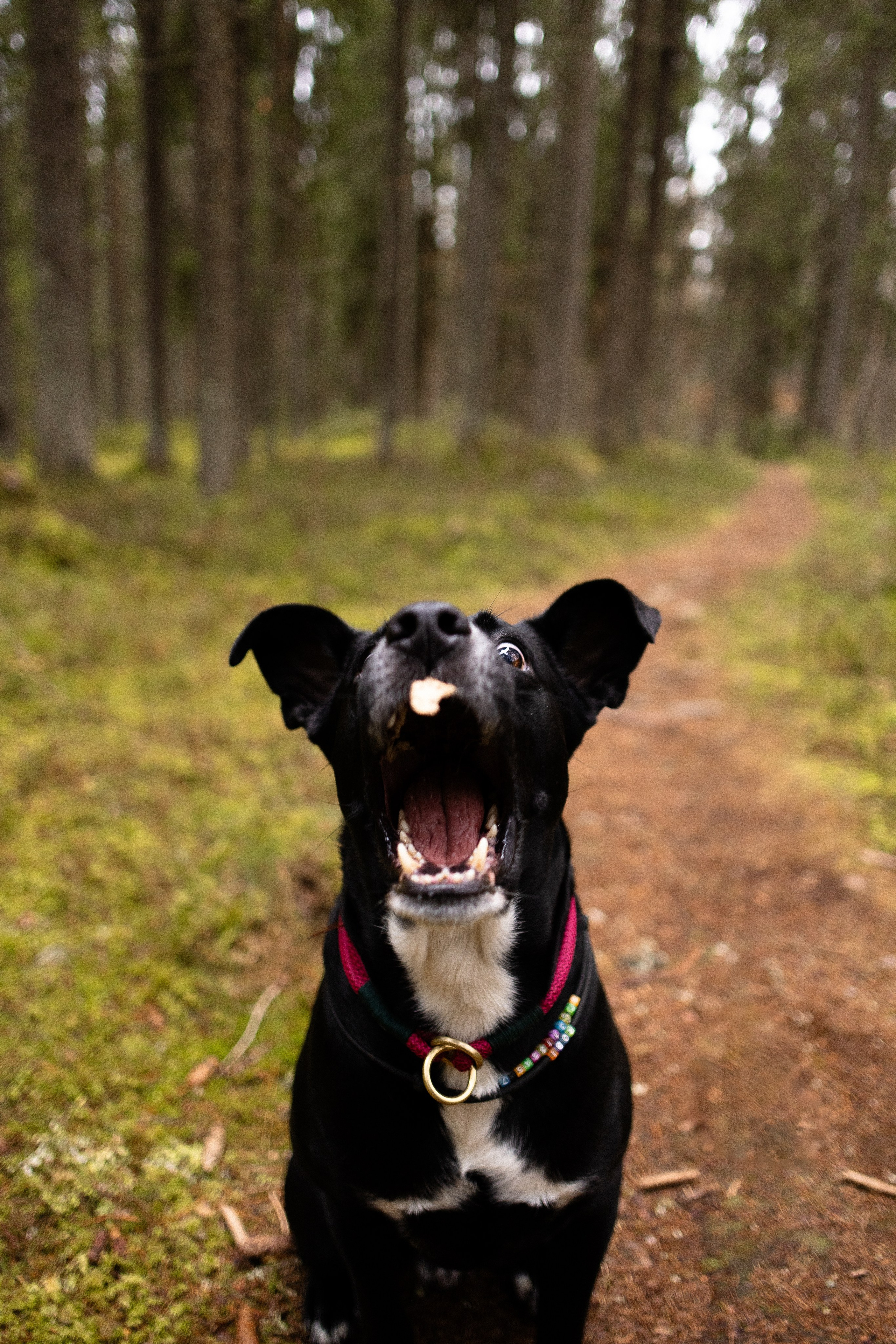 Karelia. Фотограф и видеограф анималист Аганина Дарья