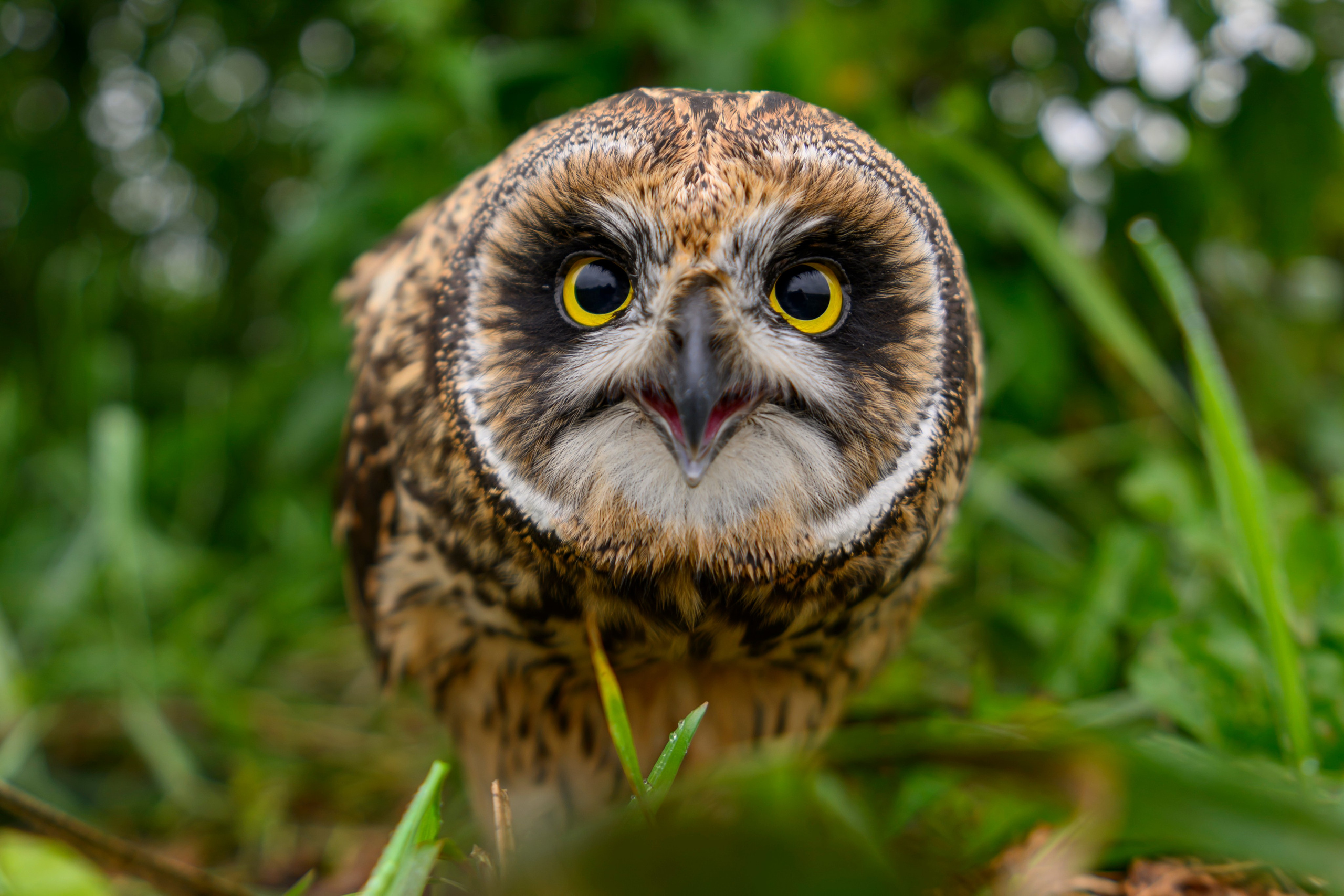 Short eared owl. Wildlife photography by Sergey Puponin